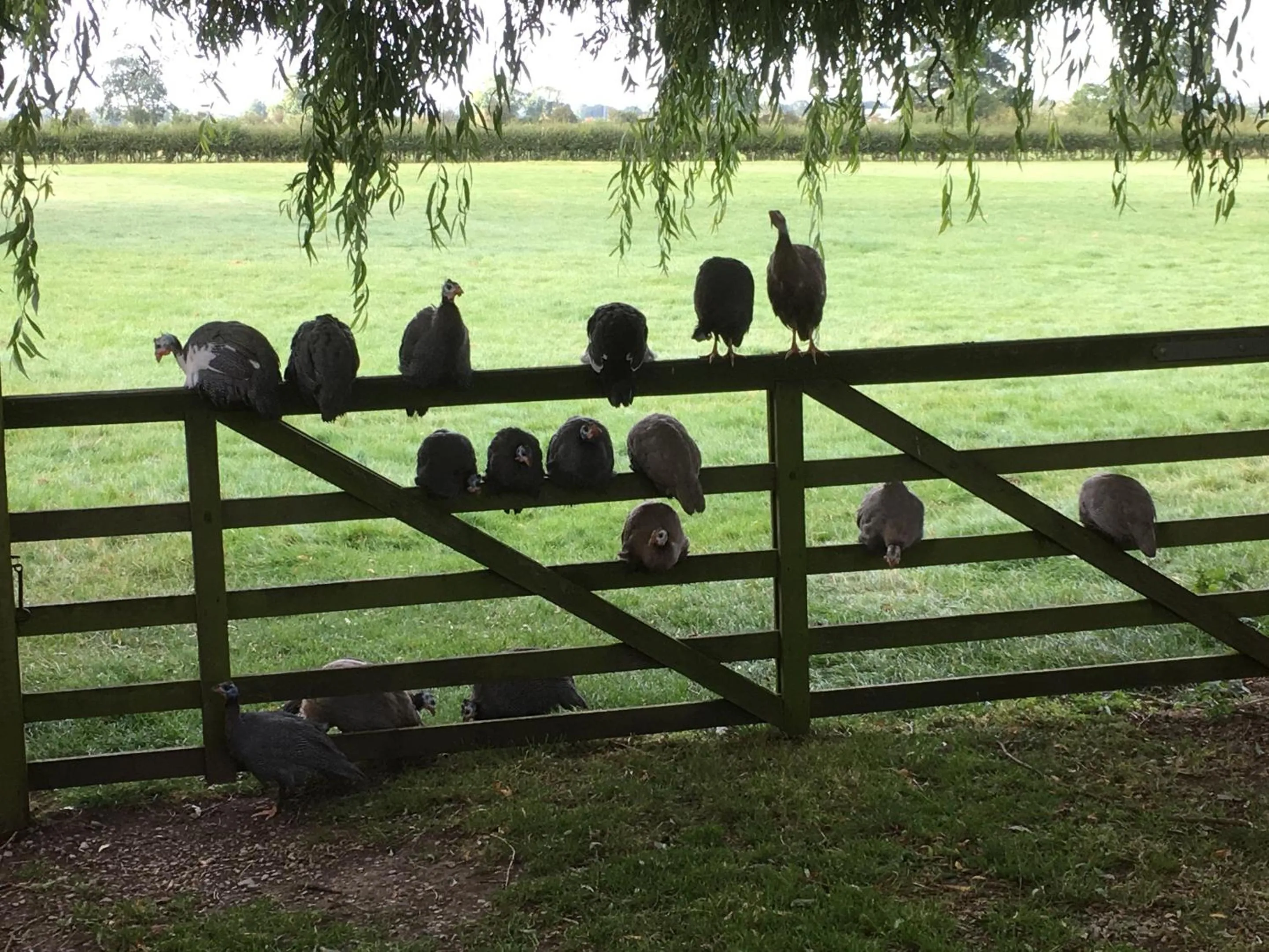 Other in Brickfields Farm