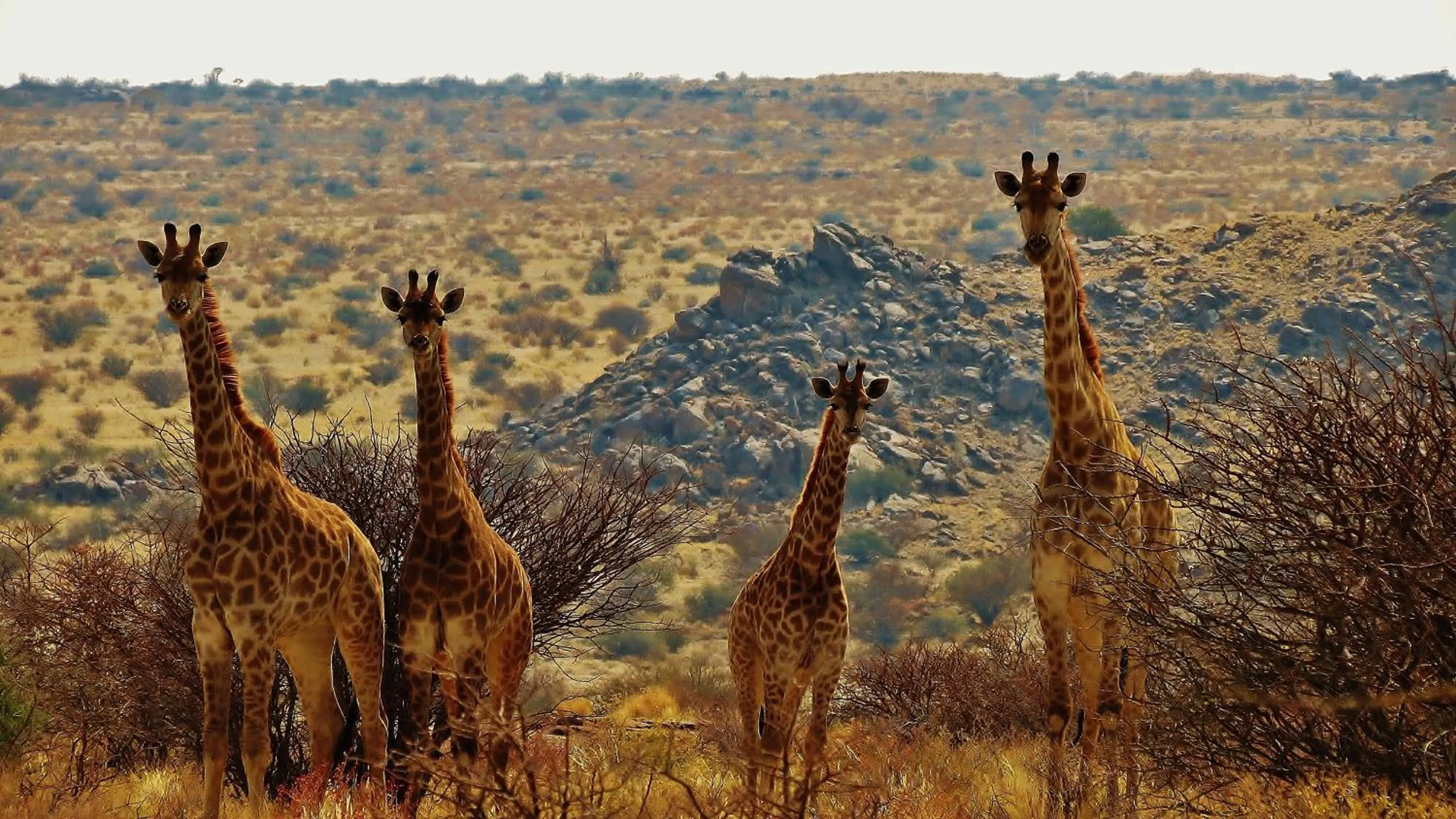Natural landscape in Tutwa Desert Lodge
