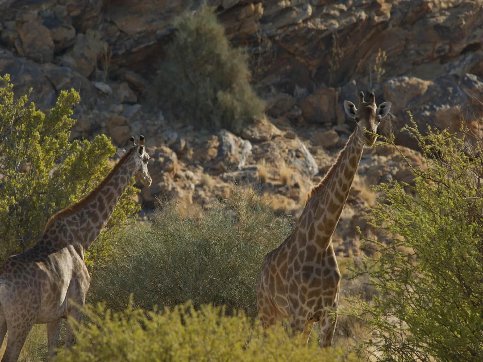 Animals in Tutwa Desert Lodge