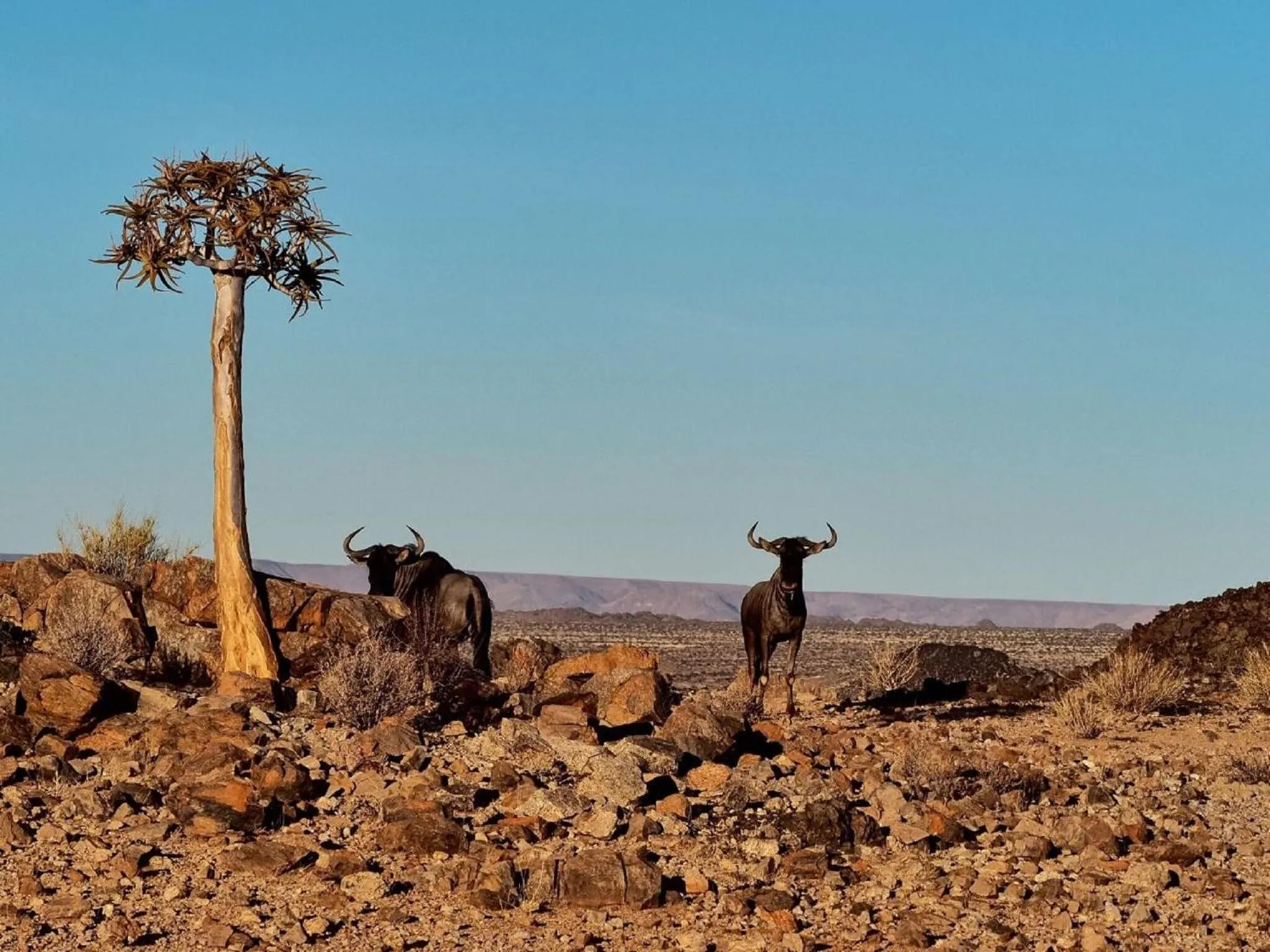 Natural landscape in Tutwa Desert Lodge