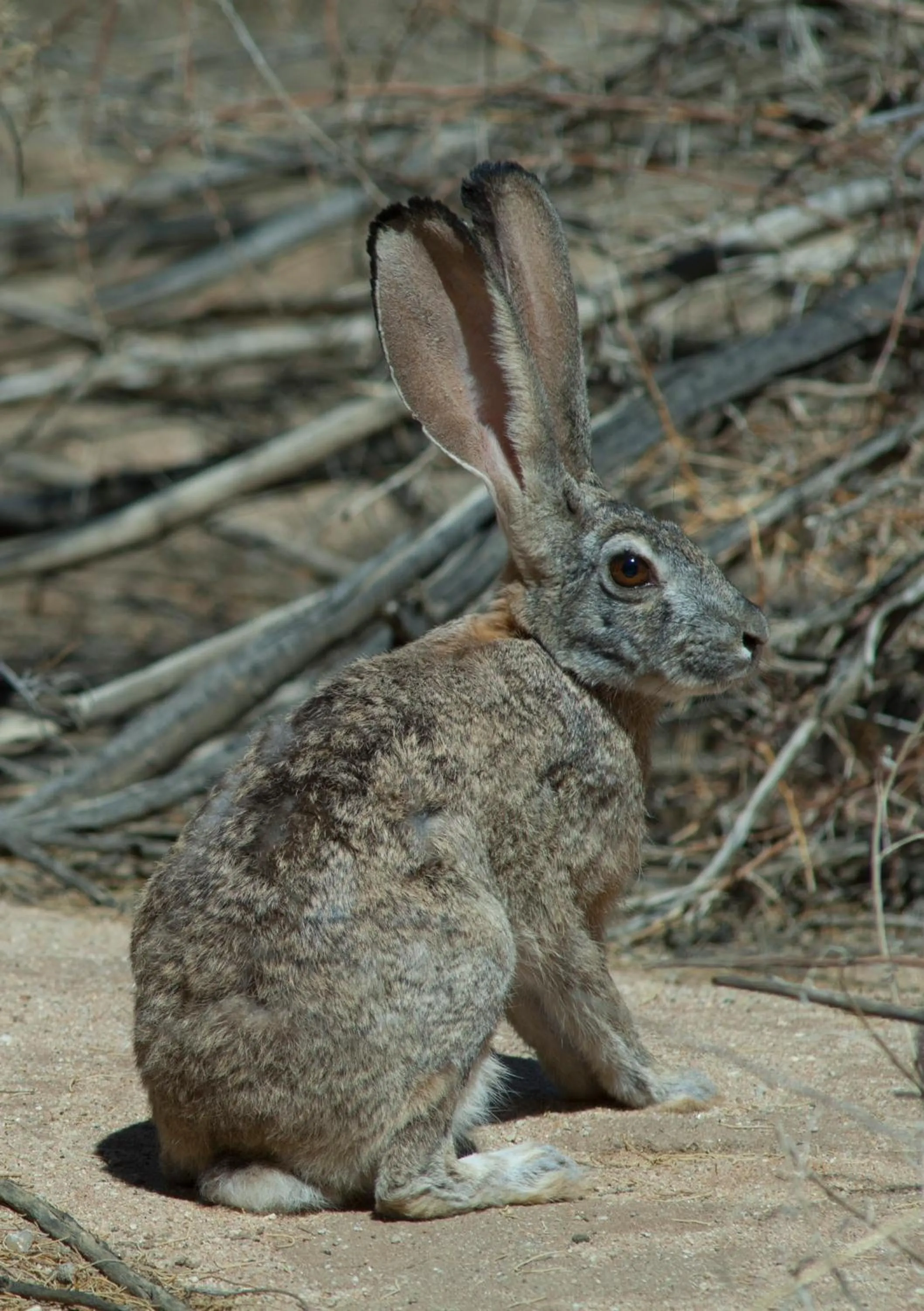 Animals in Tutwa Desert Lodge