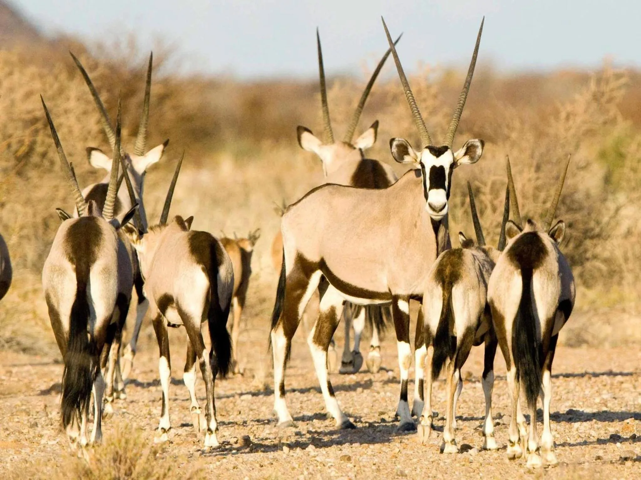 Animals in Tutwa Desert Lodge