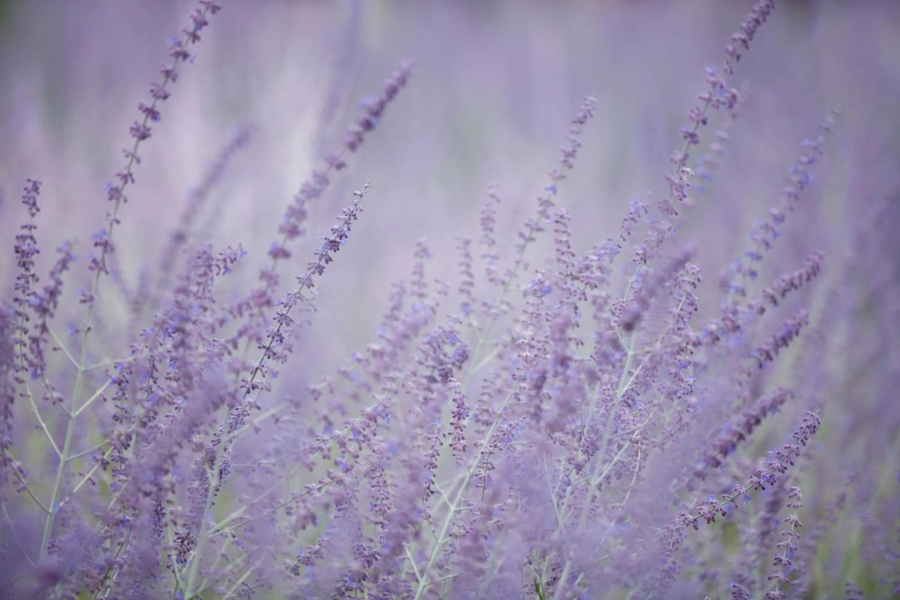 Natural landscape in Relais & Château Louise de La Vallière