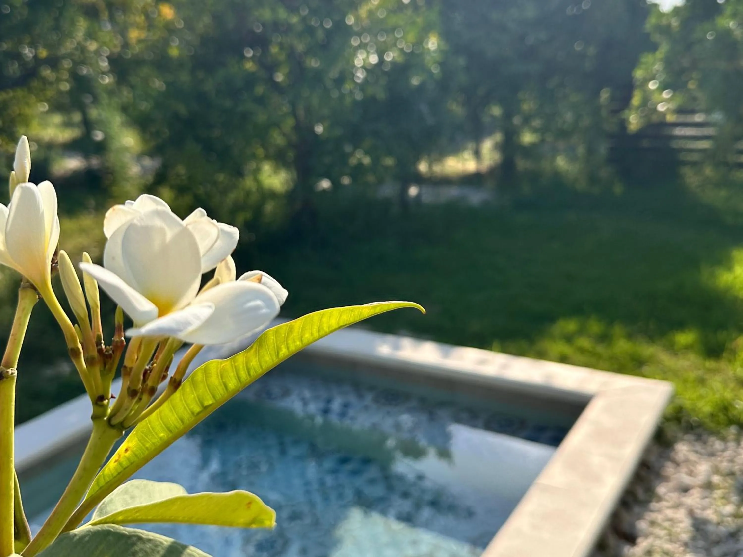 Swimming pool in AgriBarocco