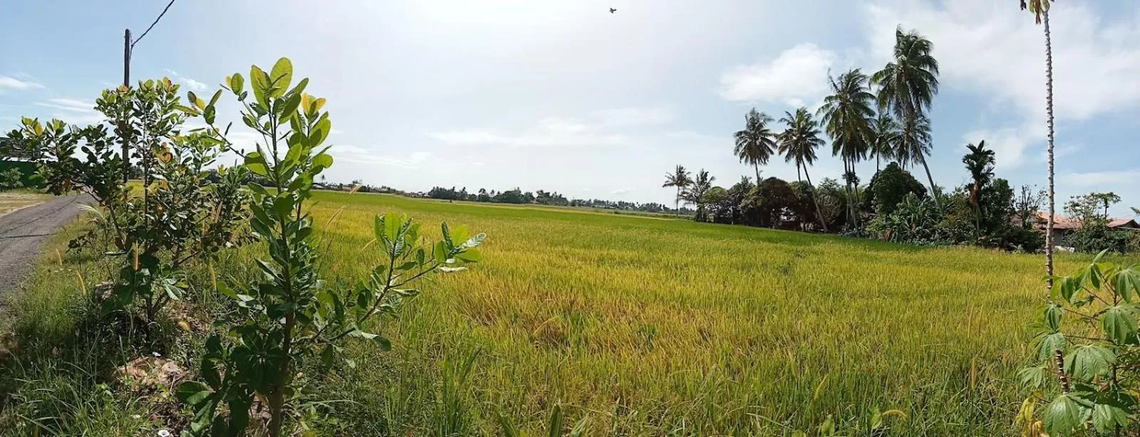 View (from property/room) in HOMESTAY Kampong KOTA AUR Resort with swimming pool, Kepala Batas, SEBERANG PERAI, PENANG -MOTAC registered Awarded ASEAN homestay standard Malaysia AWARD 2023-2028 Only 3 minutes from viral KG AGONG