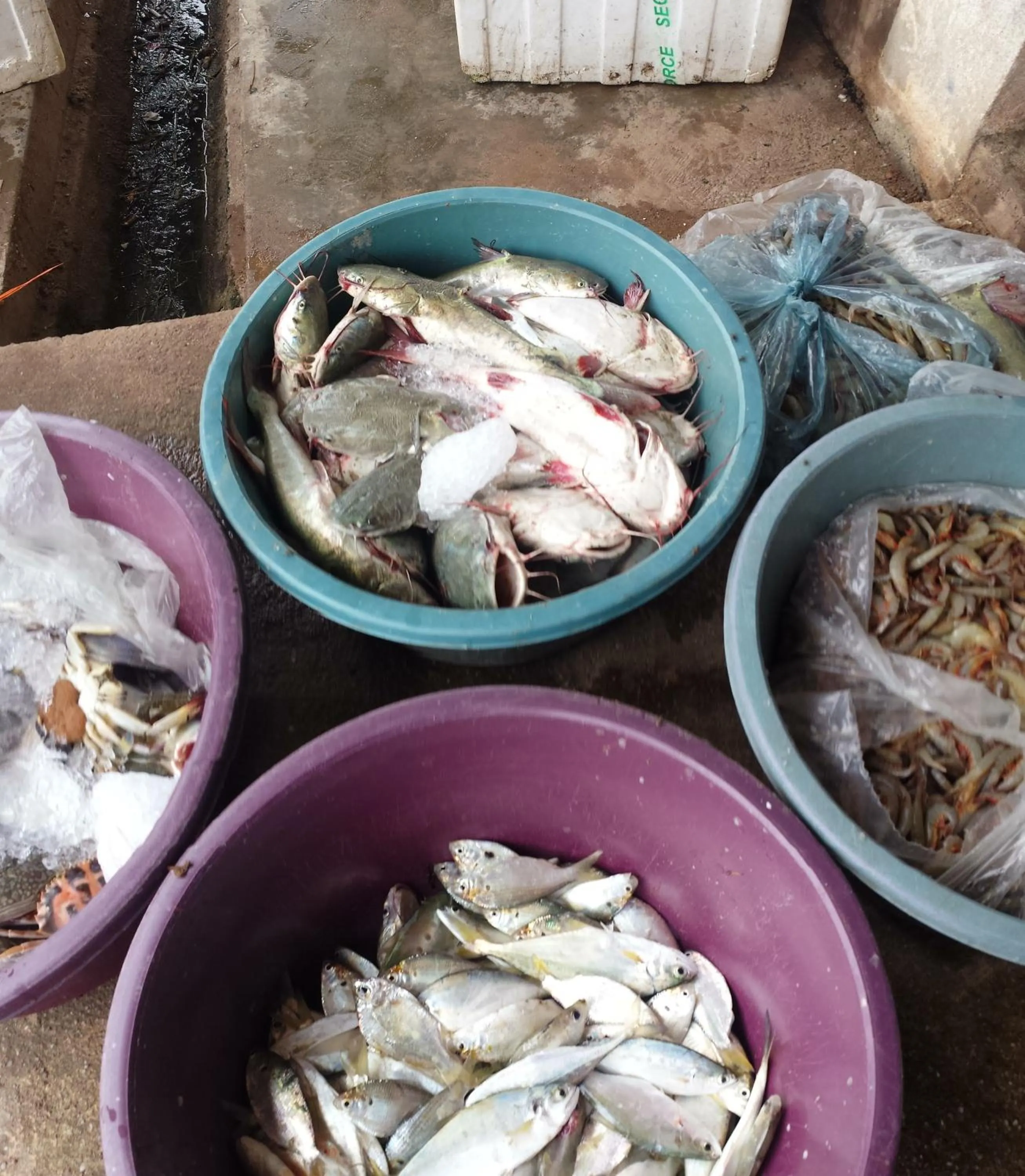 Nearby landmark in HOMESTAY Kampong KOTA AUR Resort with swimming pool, Kepala Batas, SEBERANG PERAI, PENANG -MOTAC registered Awarded ASEAN homestay standard Malaysia AWARD 2023-2028 Only 3 minutes from viral KG AGONG