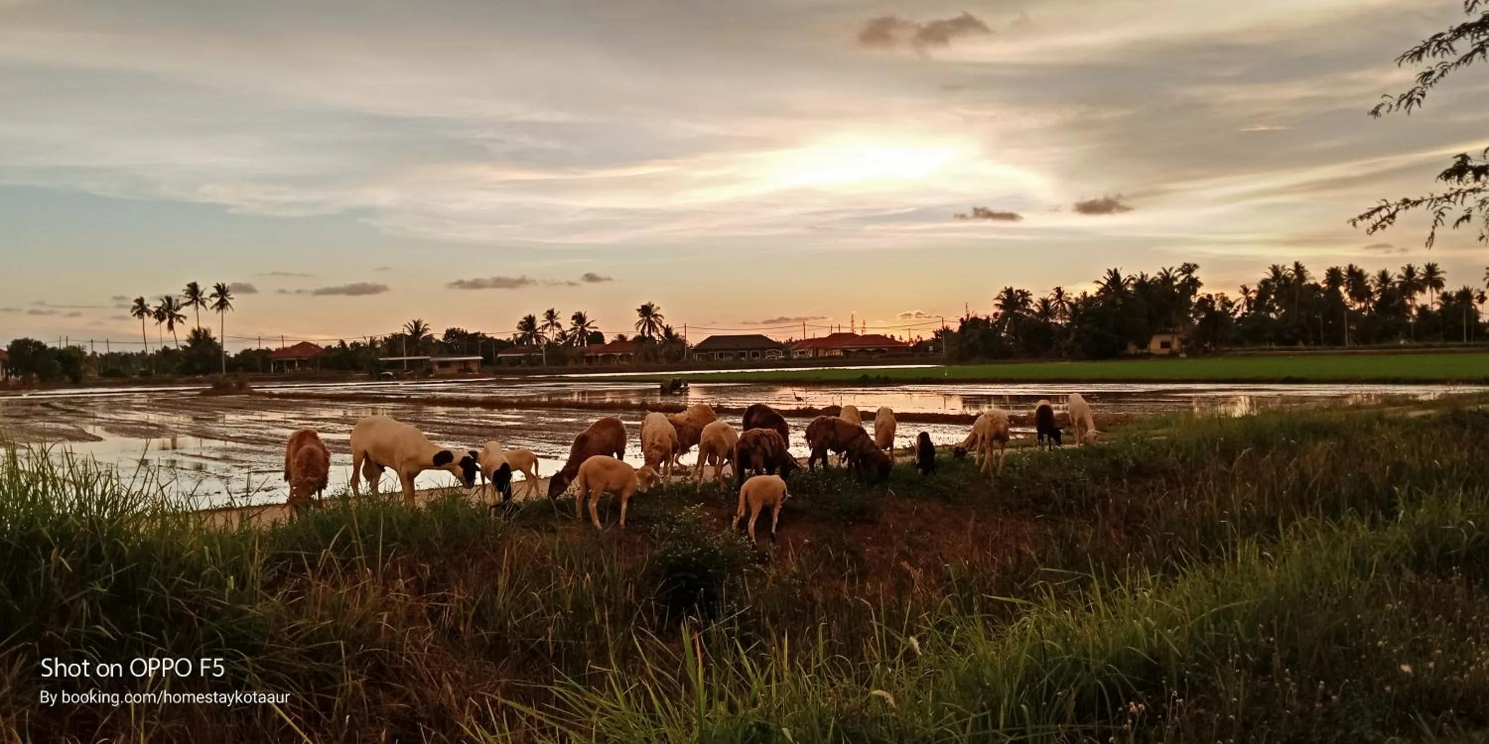 Natural landscape in HOMESTAY Kampong KOTA AUR Resort with swimming pool, Kepala Batas, SEBERANG PERAI, PENANG -MOTAC registered Awarded ASEAN homestay standard Malaysia AWARD 2023-2028 Only 3 minutes from viral KG AGONG