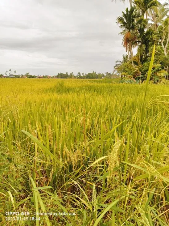 View (from property/room) in HOMESTAY Kampong KOTA AUR Resort with swimming pool, Kepala Batas, SEBERANG PERAI, PENANG -MOTAC registered Awarded ASEAN homestay standard Malaysia AWARD 2023-2028 Only 3 minutes from viral KG AGONG