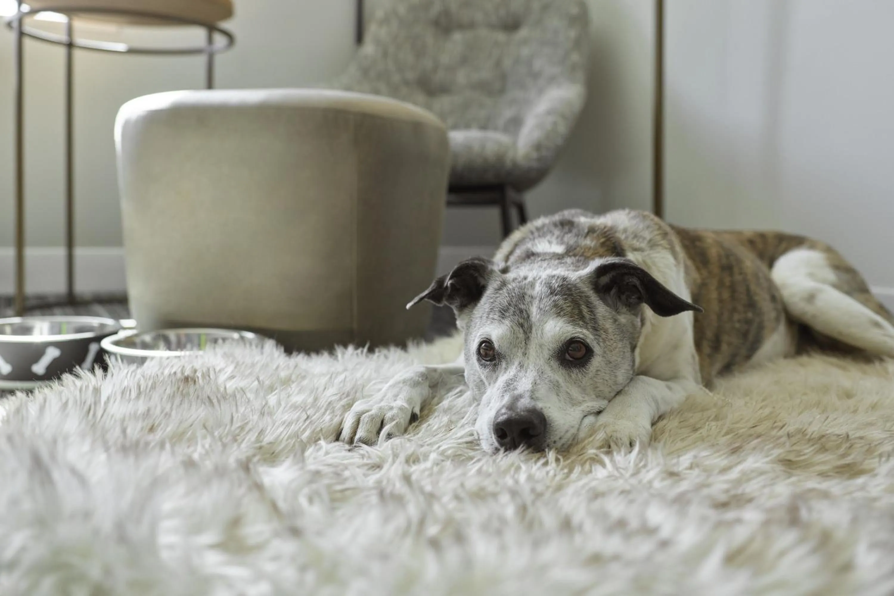 Photo of the whole room in TownePlace Suites by Marriott Chattanooga South, East Ridge