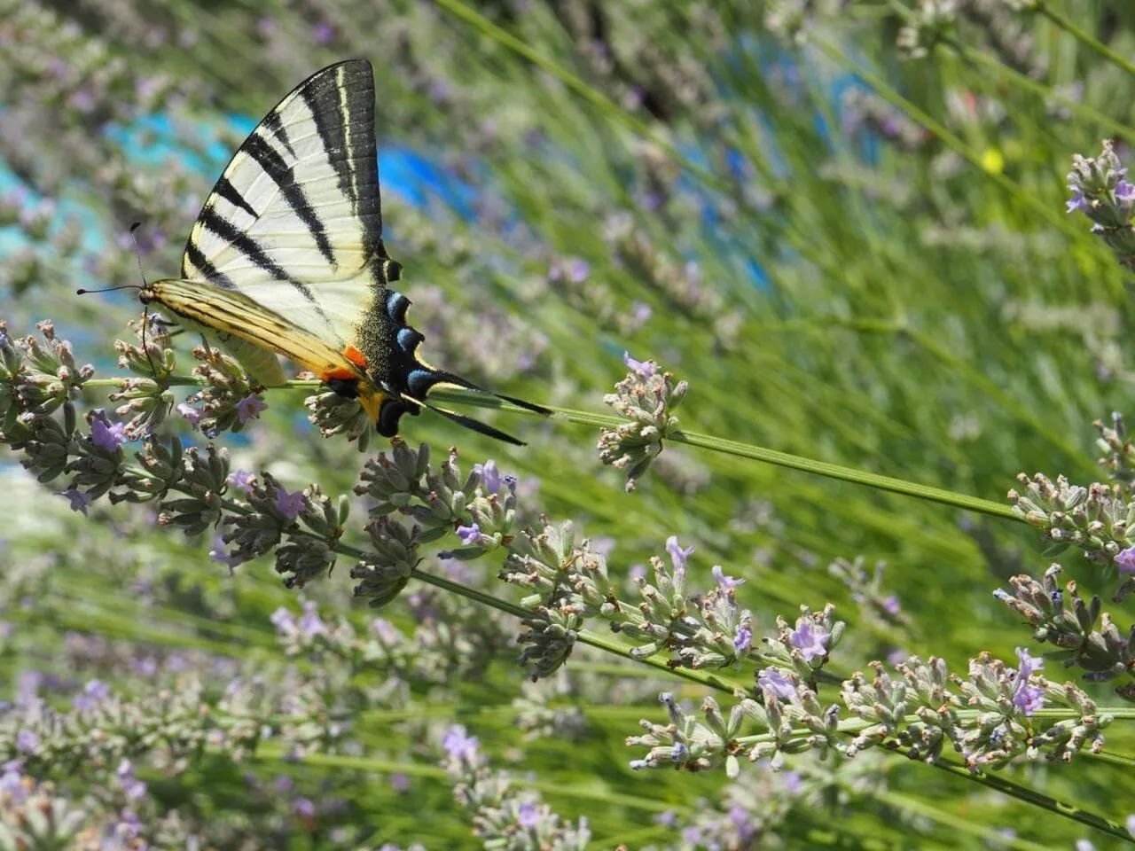 Animals in Kuca za odmor u Kastelima s pogledom na more