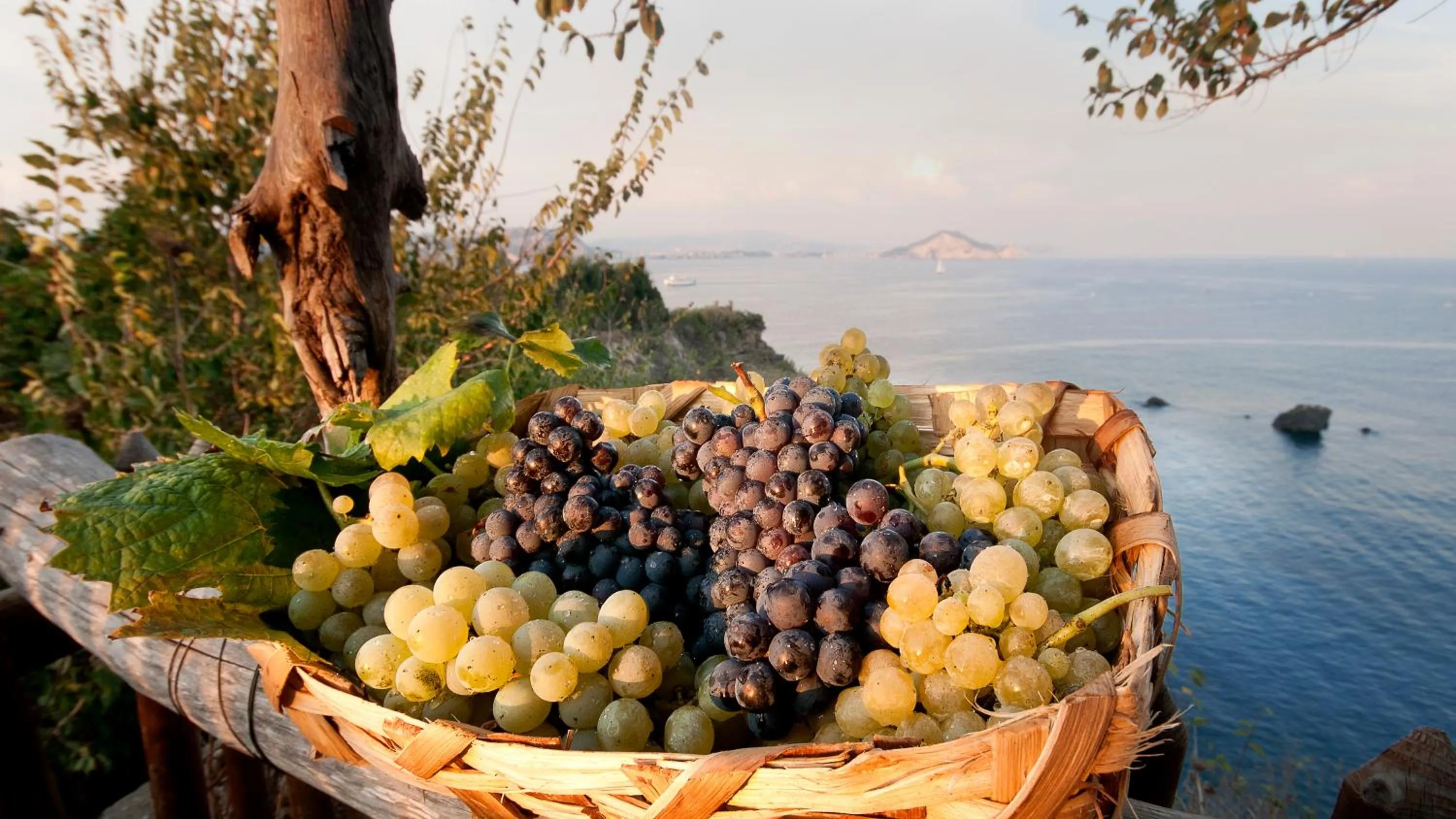 Garden in Albergo 'La Vigna'
