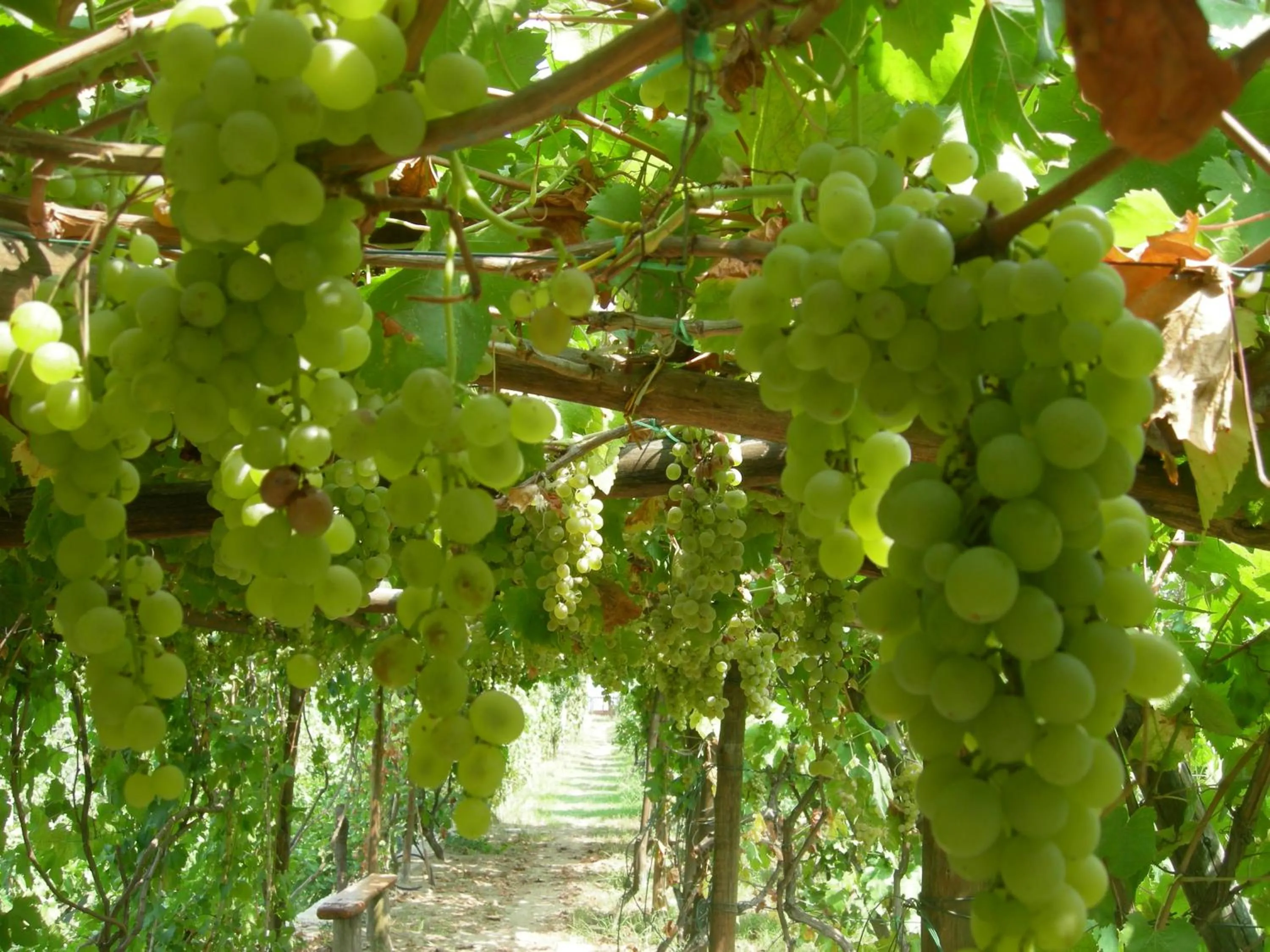 Patio in Albergo 'La Vigna'