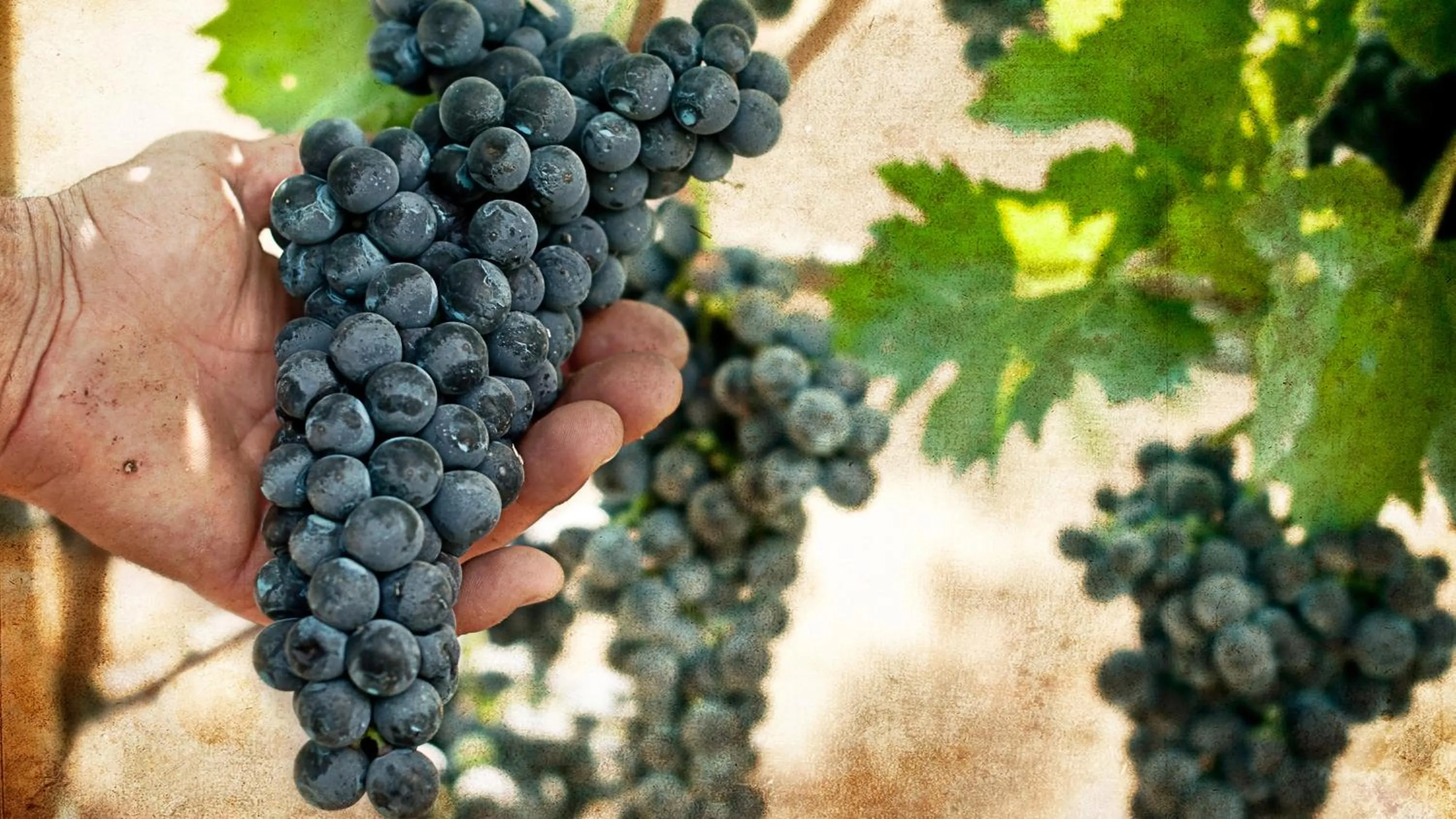 Other in Albergo 'La Vigna'