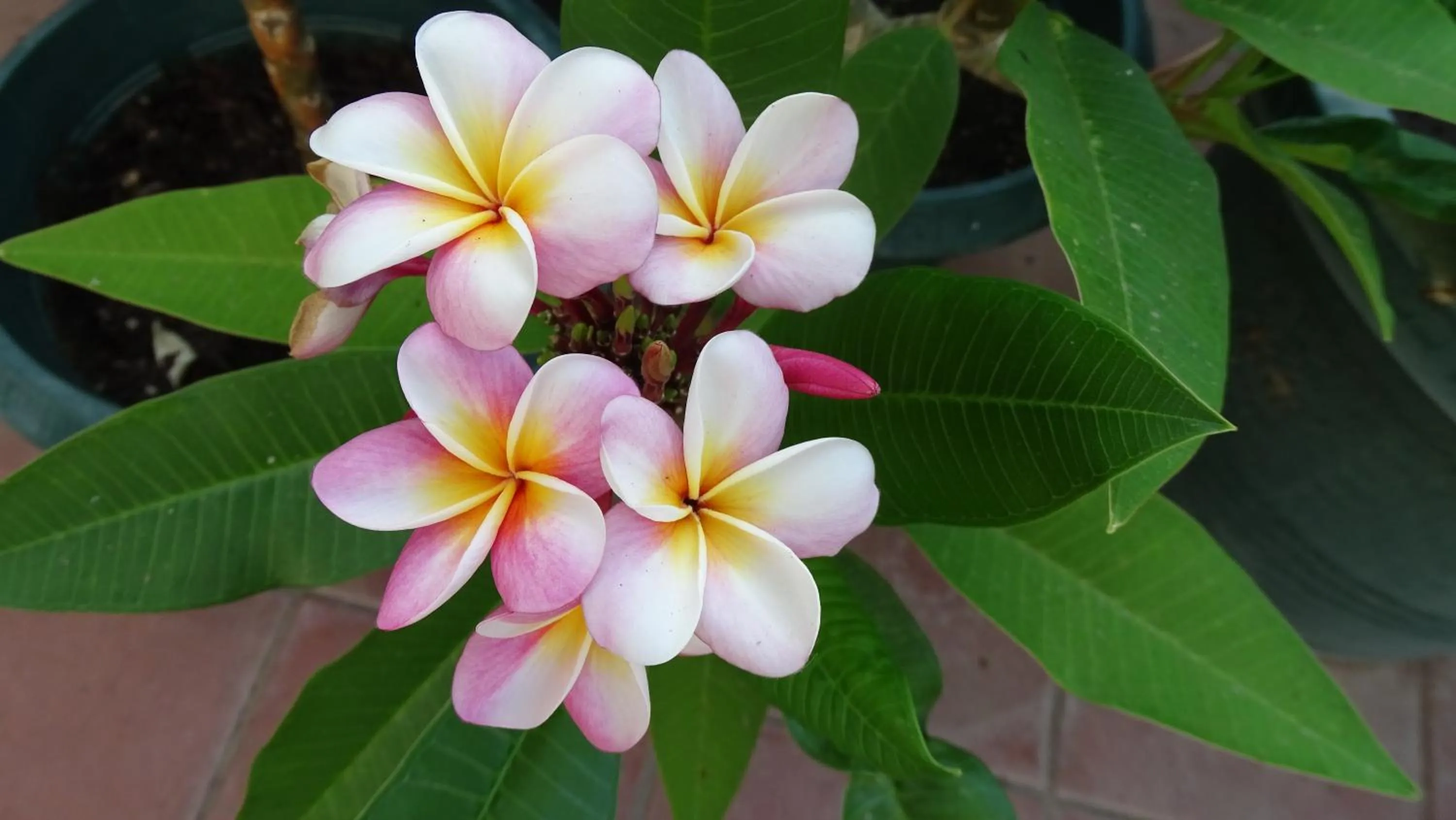 Garden in Crociferi B&B