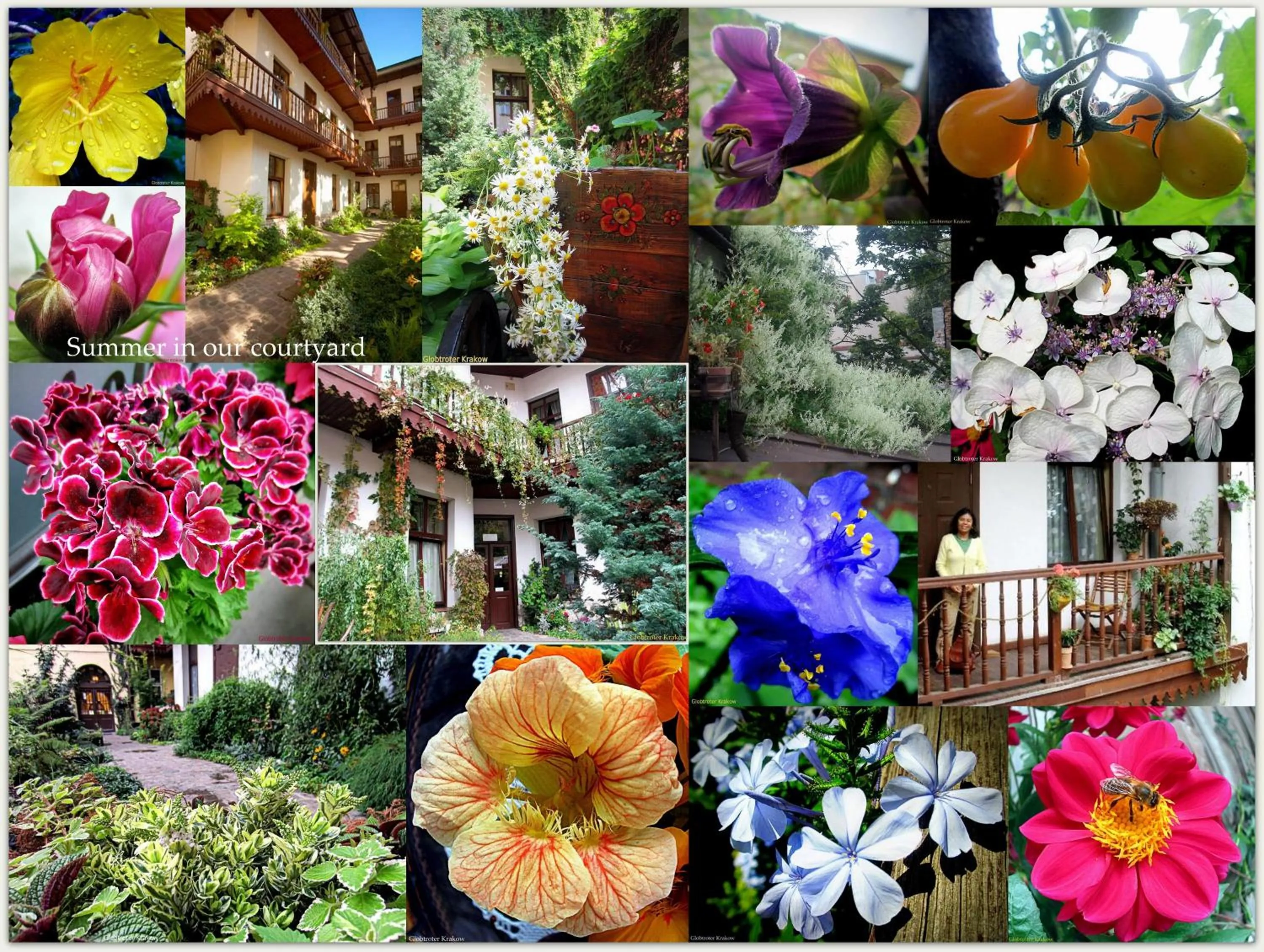 Garden in Globtroter Guest House