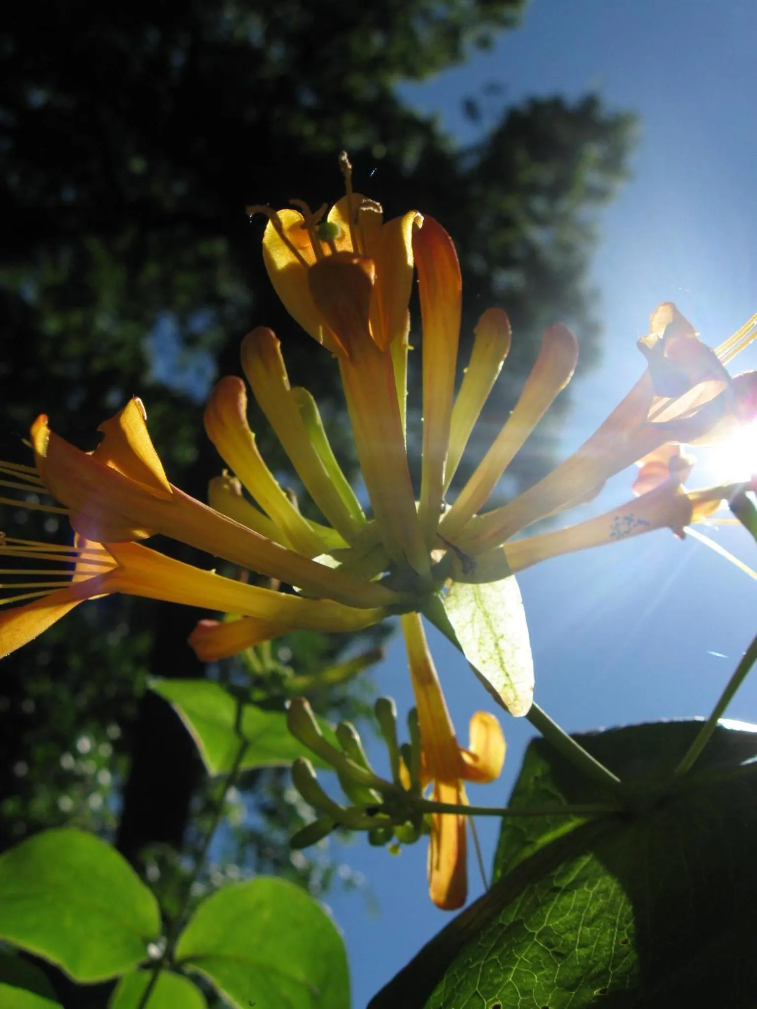 Garden in Globtroter Guest House