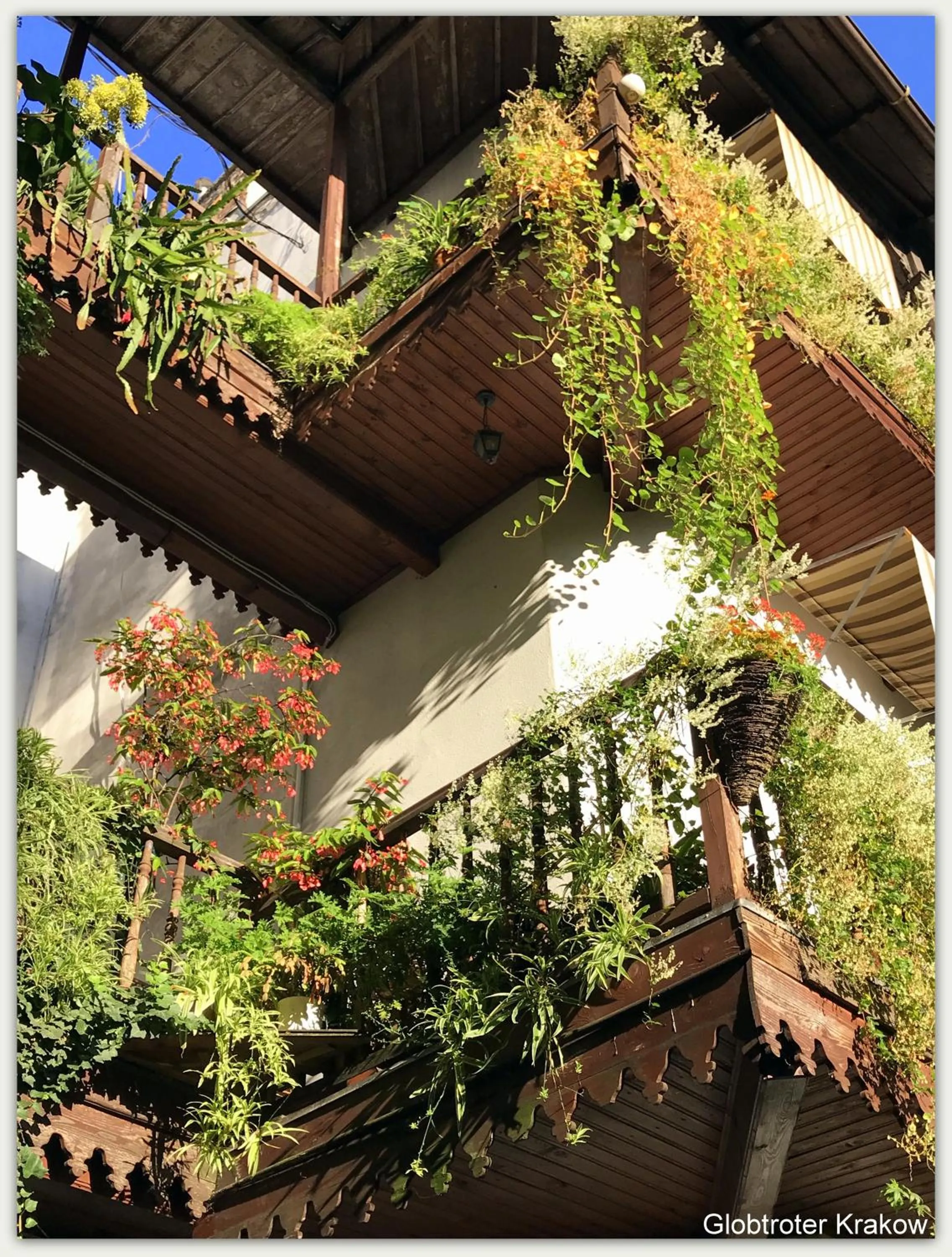 Garden in Globtroter Guest House