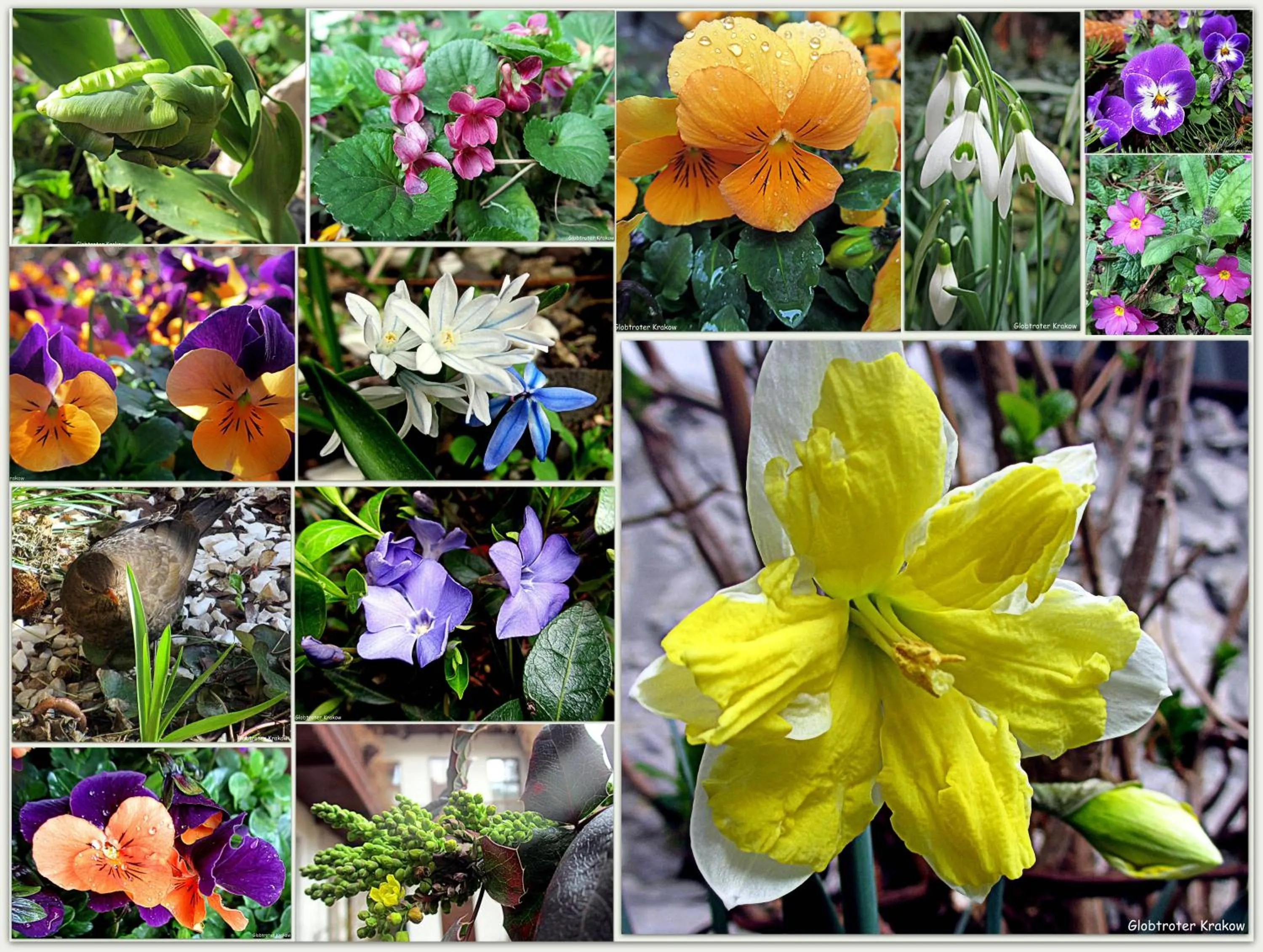 Garden in Globtroter Guest House