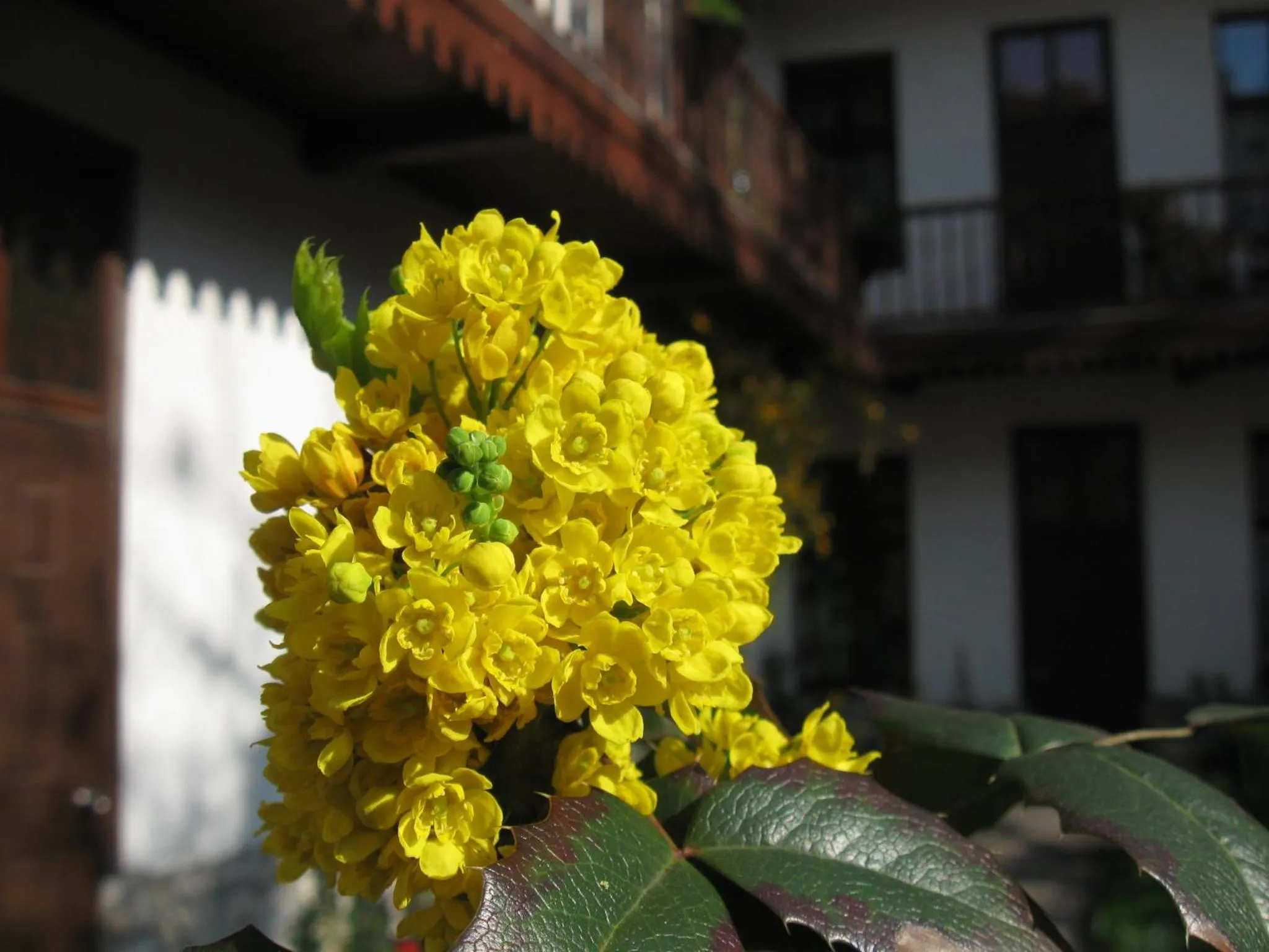 Garden in Globtroter Guest House