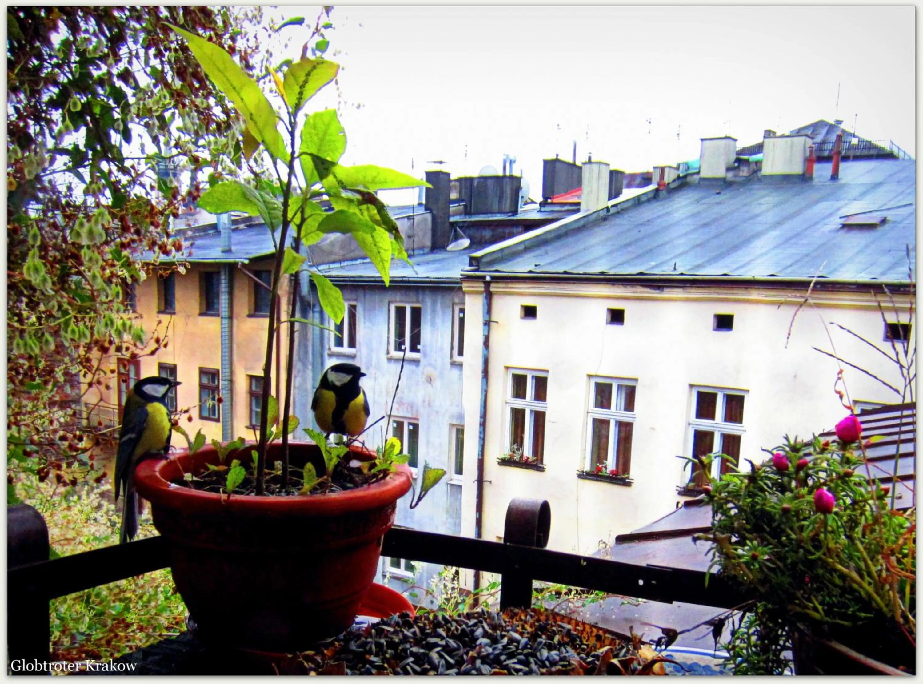 Garden in Globtroter Guest House