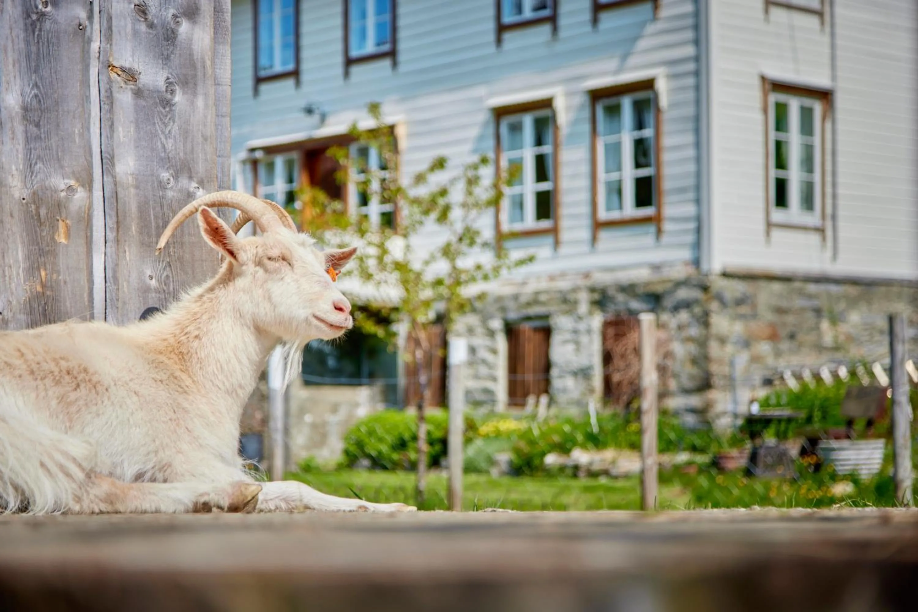 Animals in Overvoll Farm