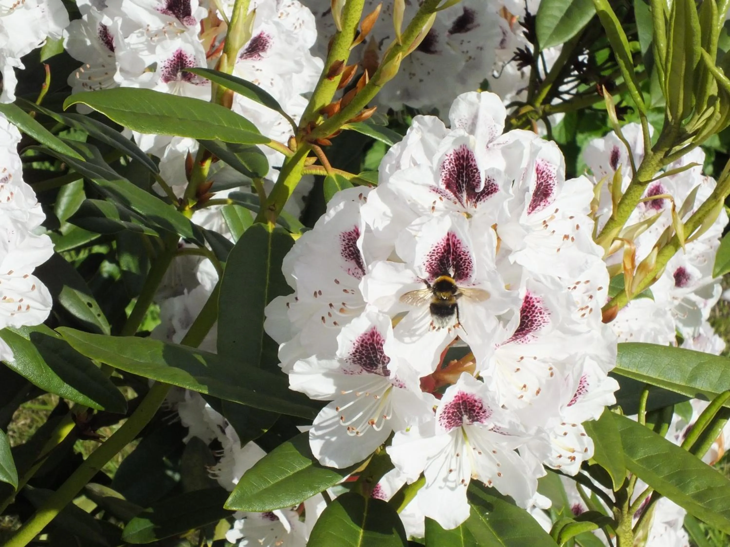 Garden in Mortimer Trail B and B