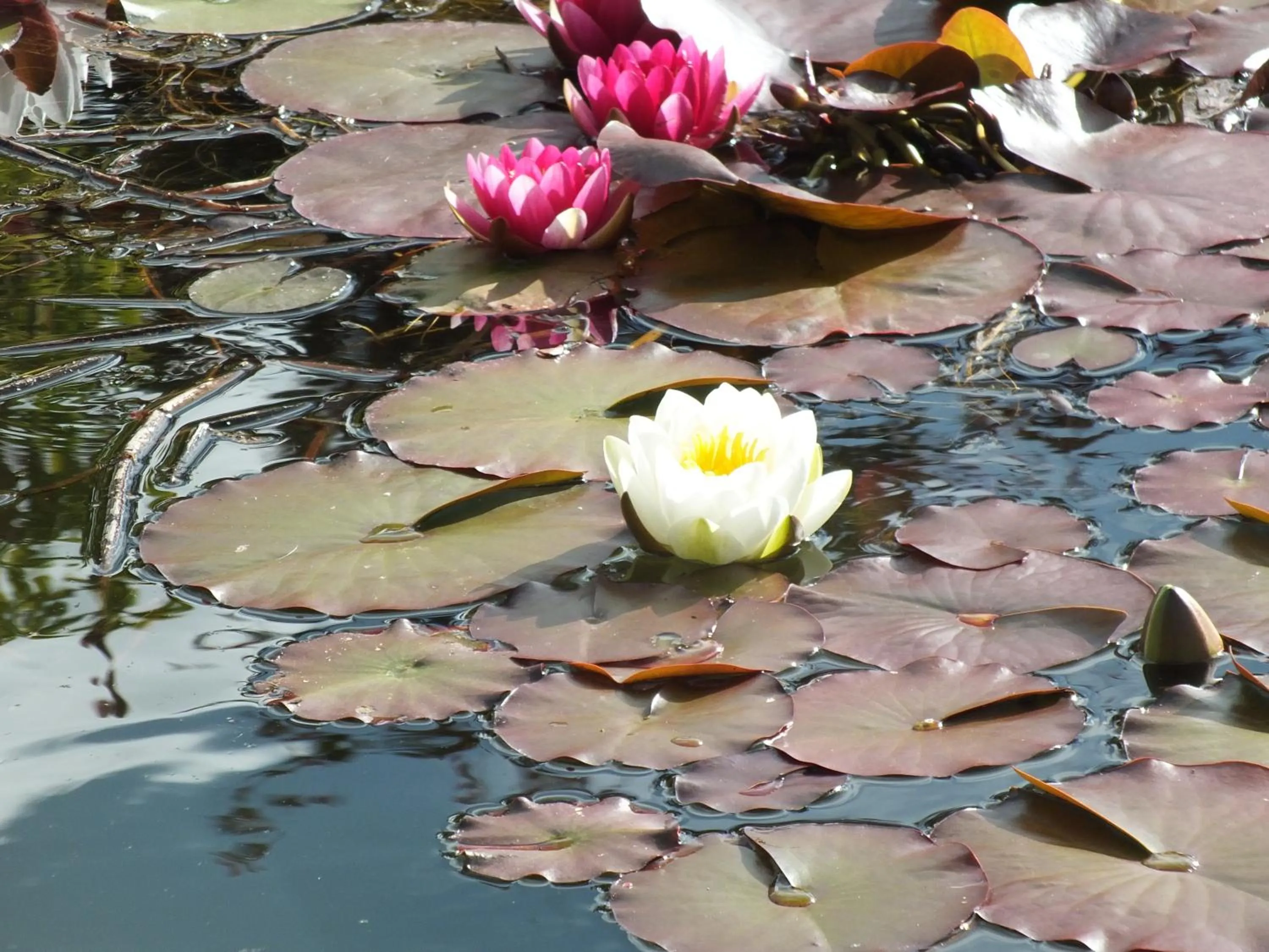 Garden in Mortimer Trail B and B