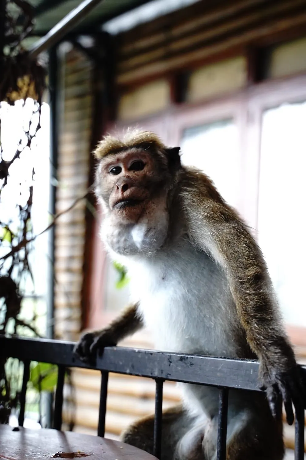 Animals in Country Homes