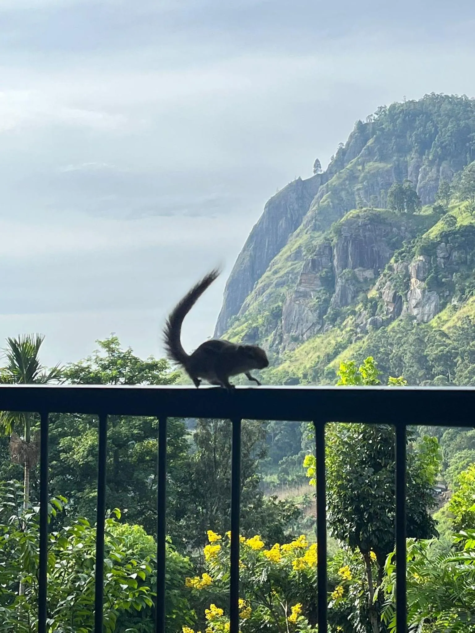 Animals in Country Homes