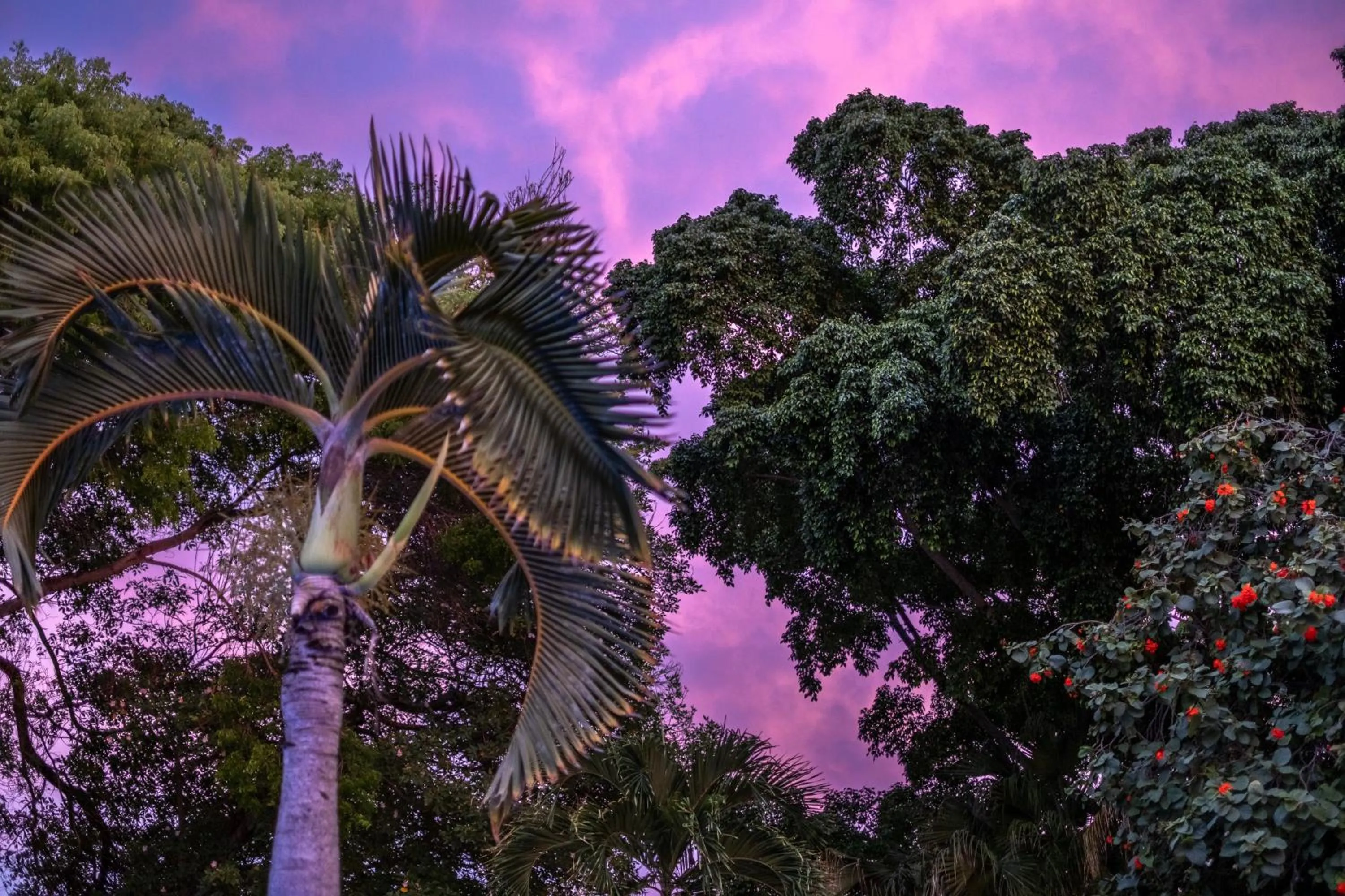 Garden in Kura Botanica Hotel