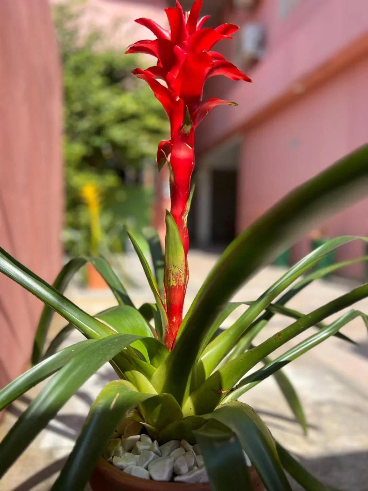 Day in Pousada Casa Rosada Ilhabela