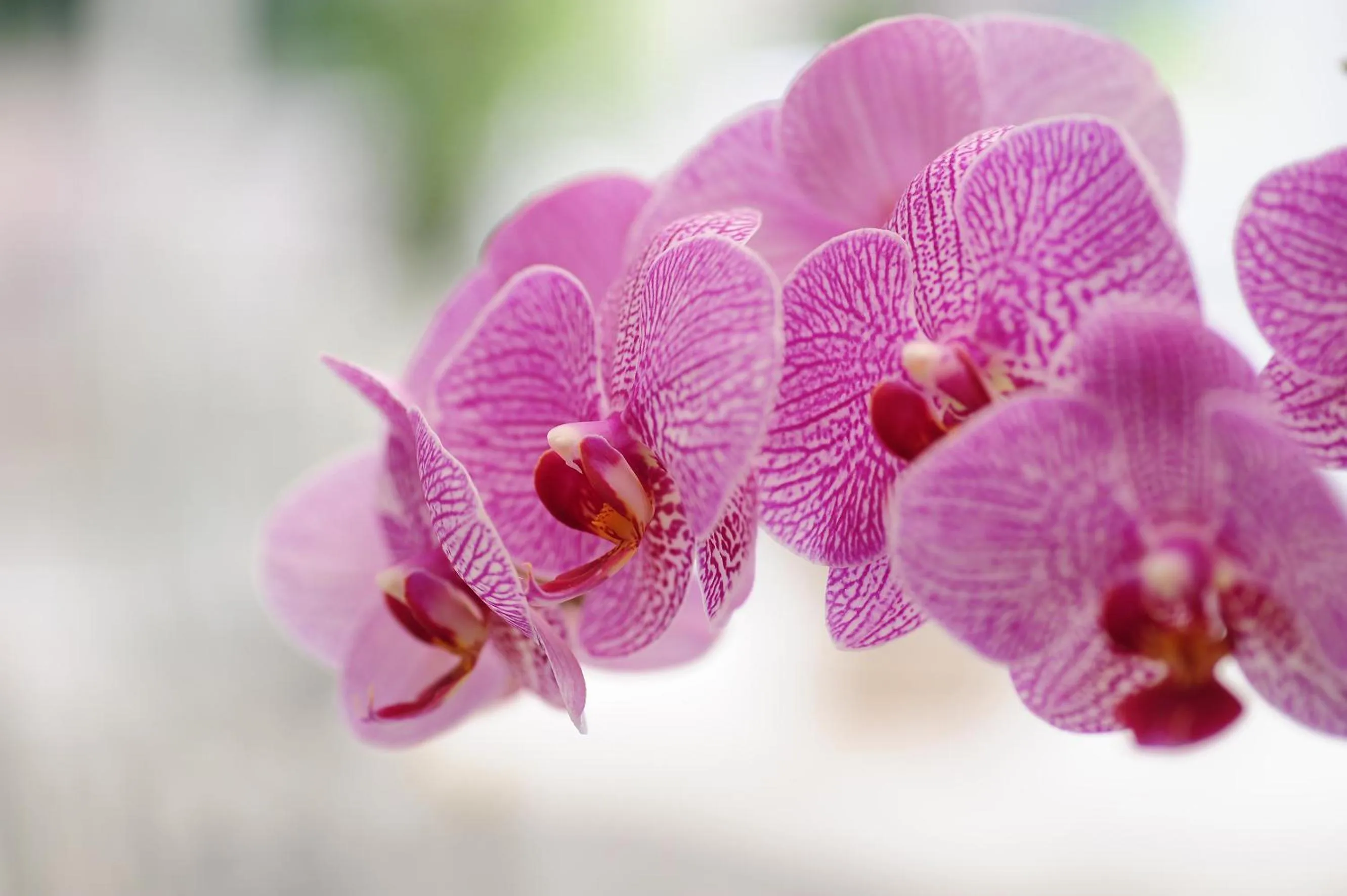 Garden in Villa Sasso