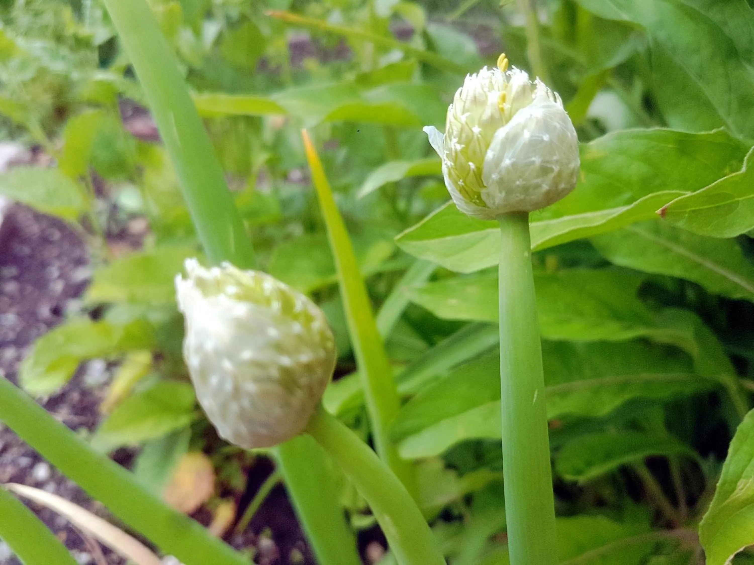 Area and facilities in Berggasthof Sonne Allgäu