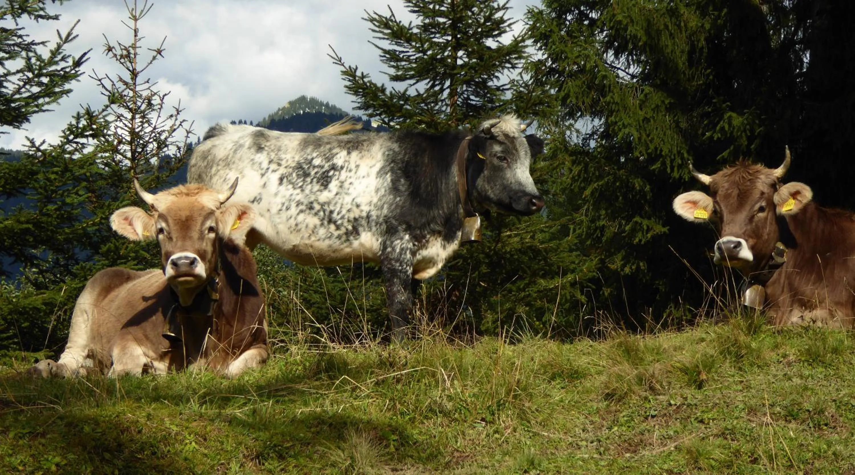 Staff in Berggasthof Sonne Allgäu