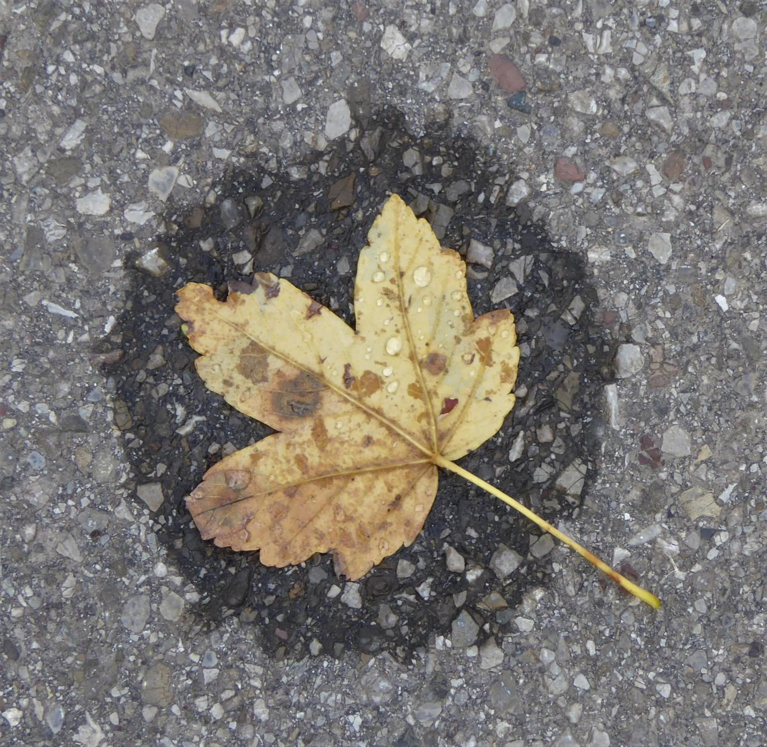 Area and facilities in Berggasthof Sonne Allgäu