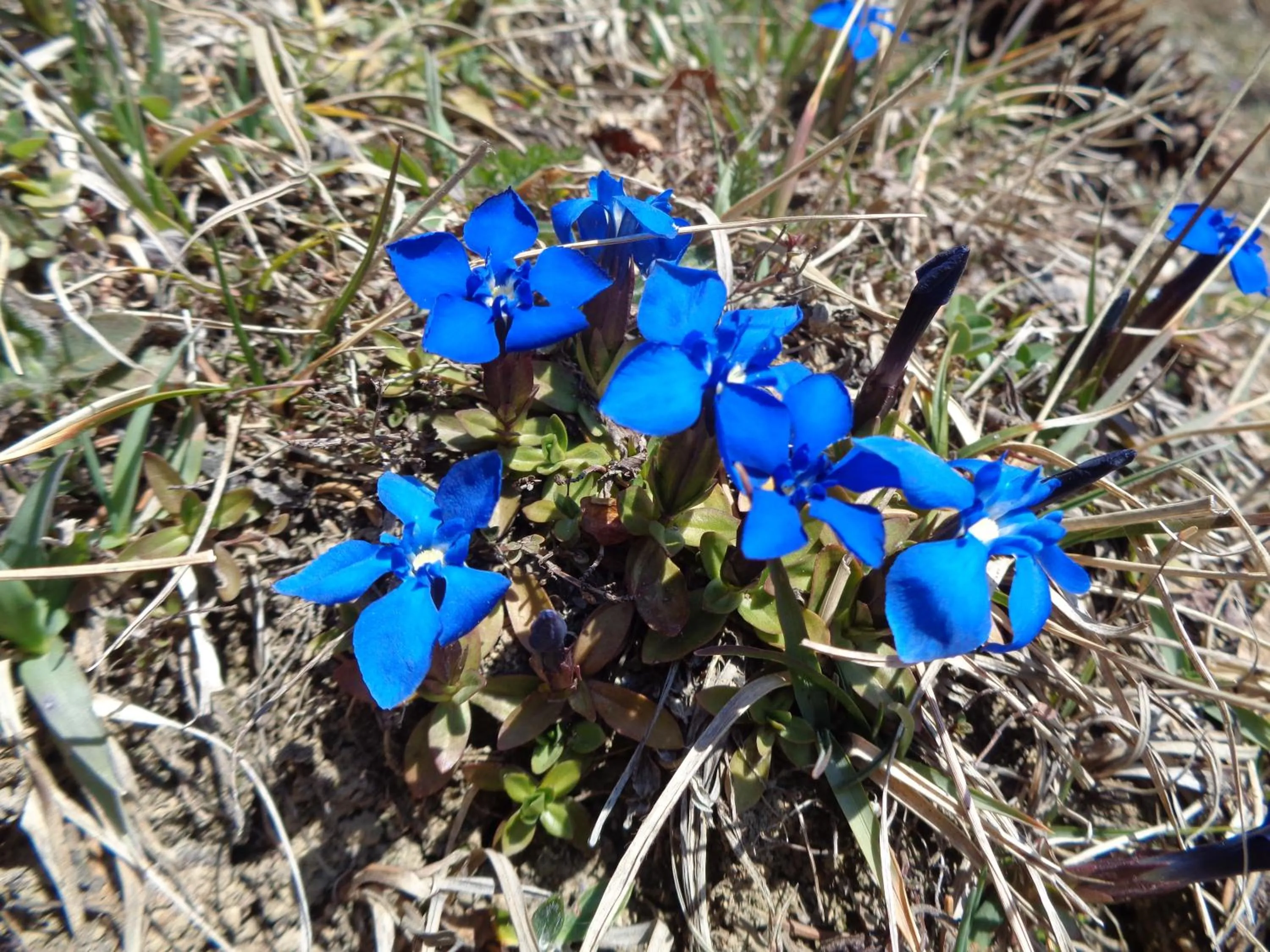 Natural landscape in Berggasthof Sonne Allgäu