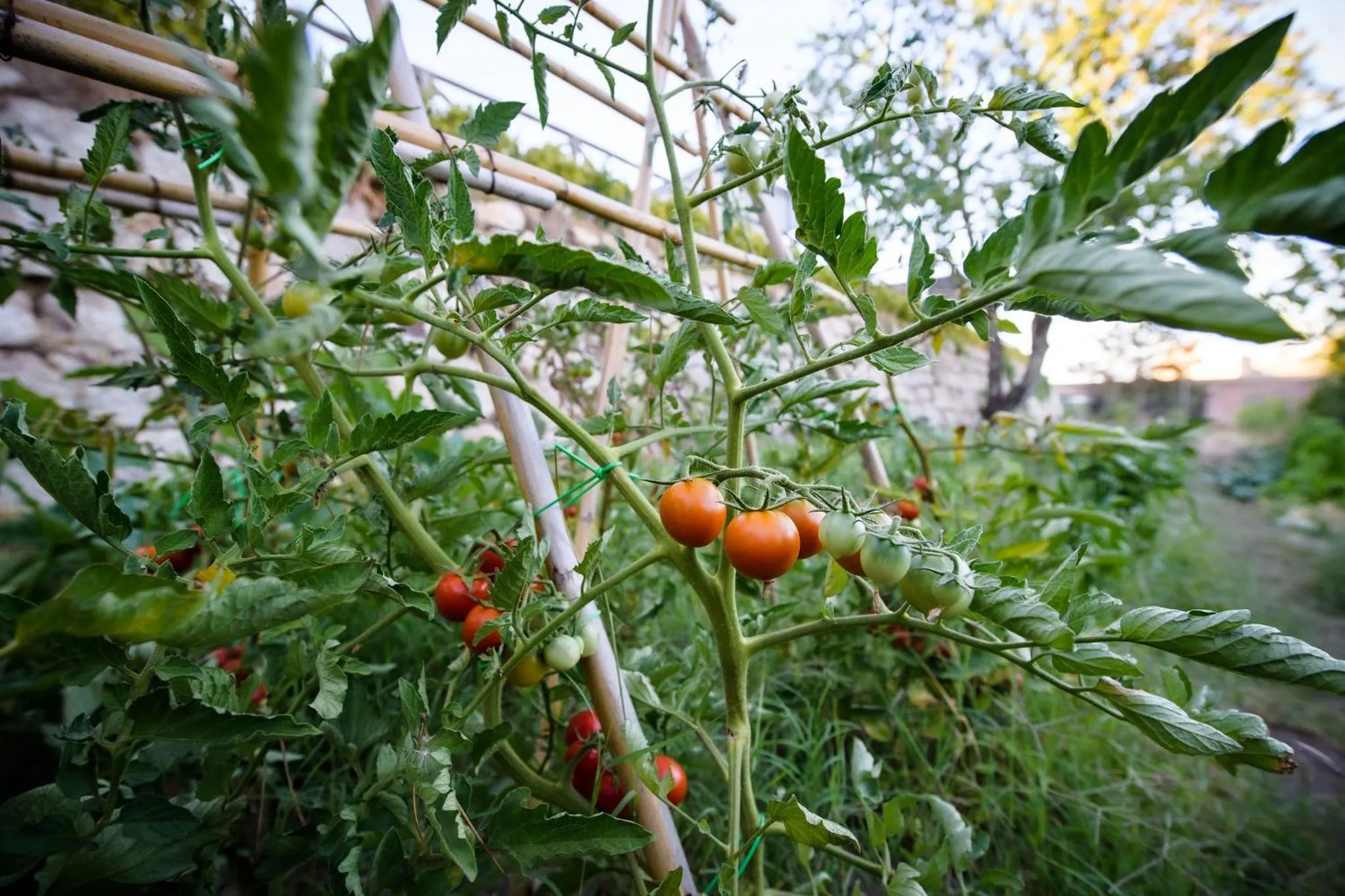 Garden in Convento dei Cappuccini