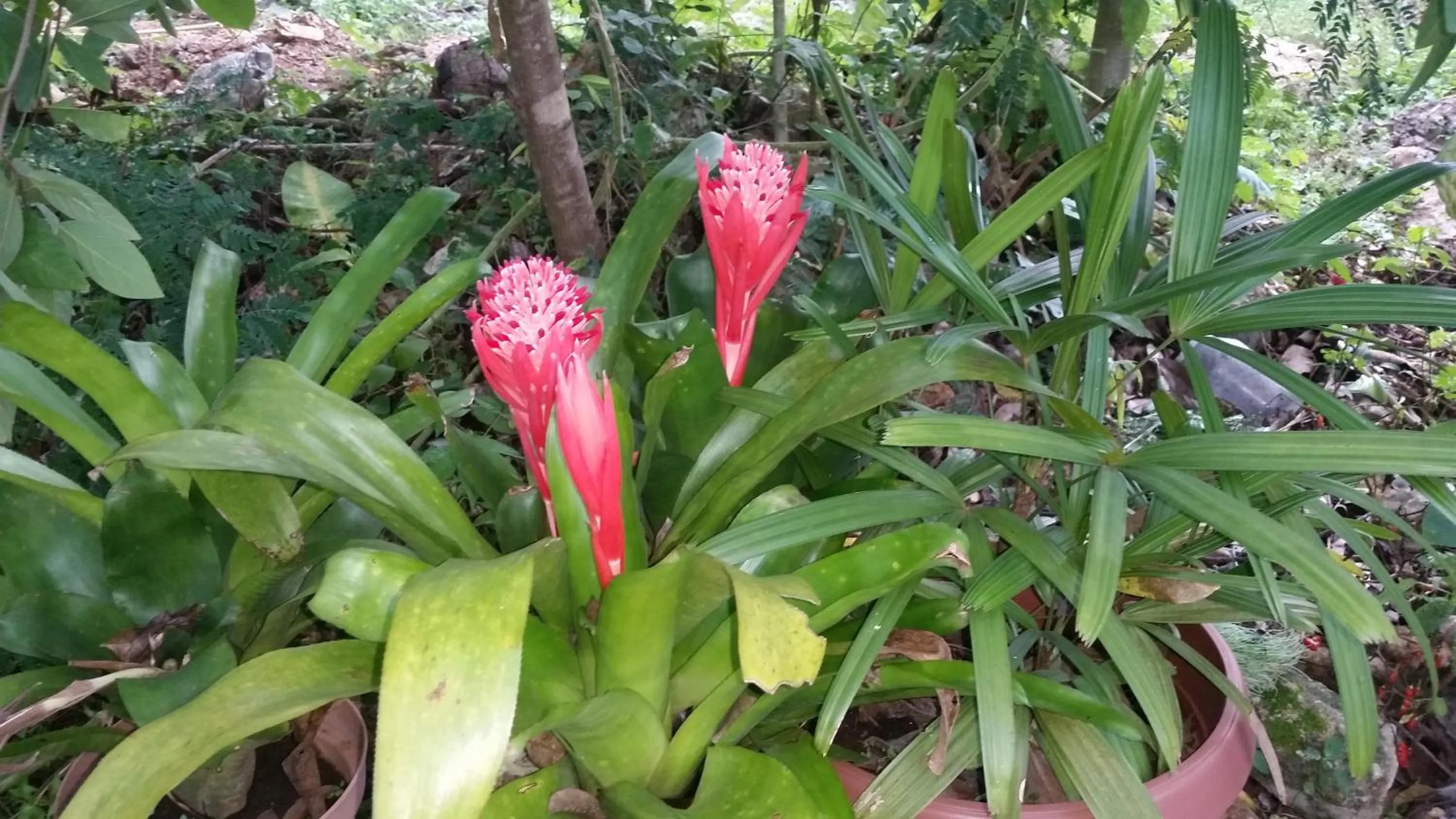 Garden in Eco-Hotel Nueva Altia