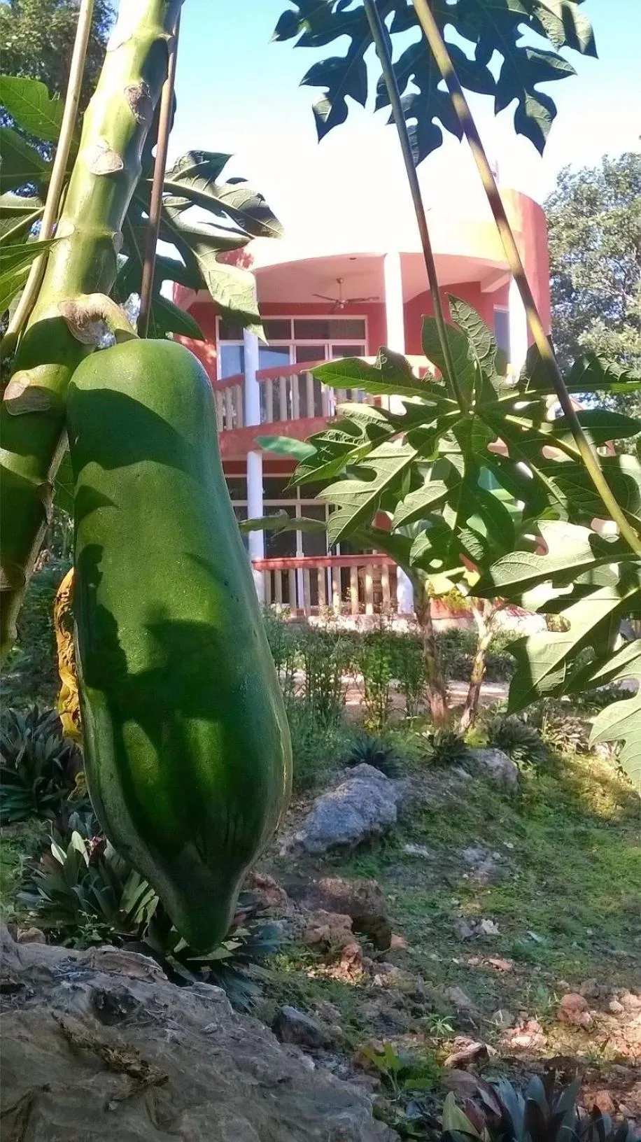 Garden in Eco-Hotel Nueva Altia
