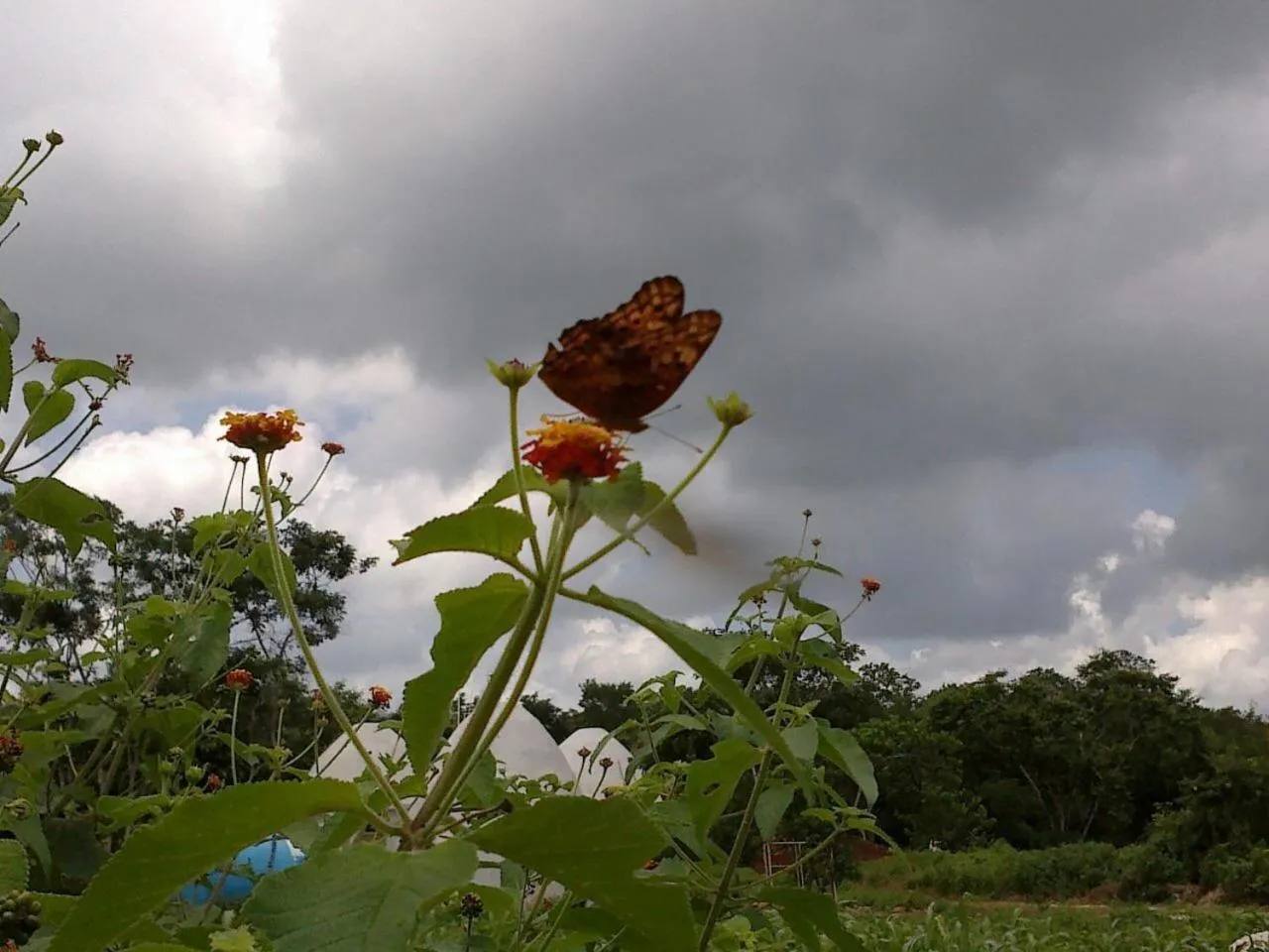 Garden in Eco-Hotel Nueva Altia