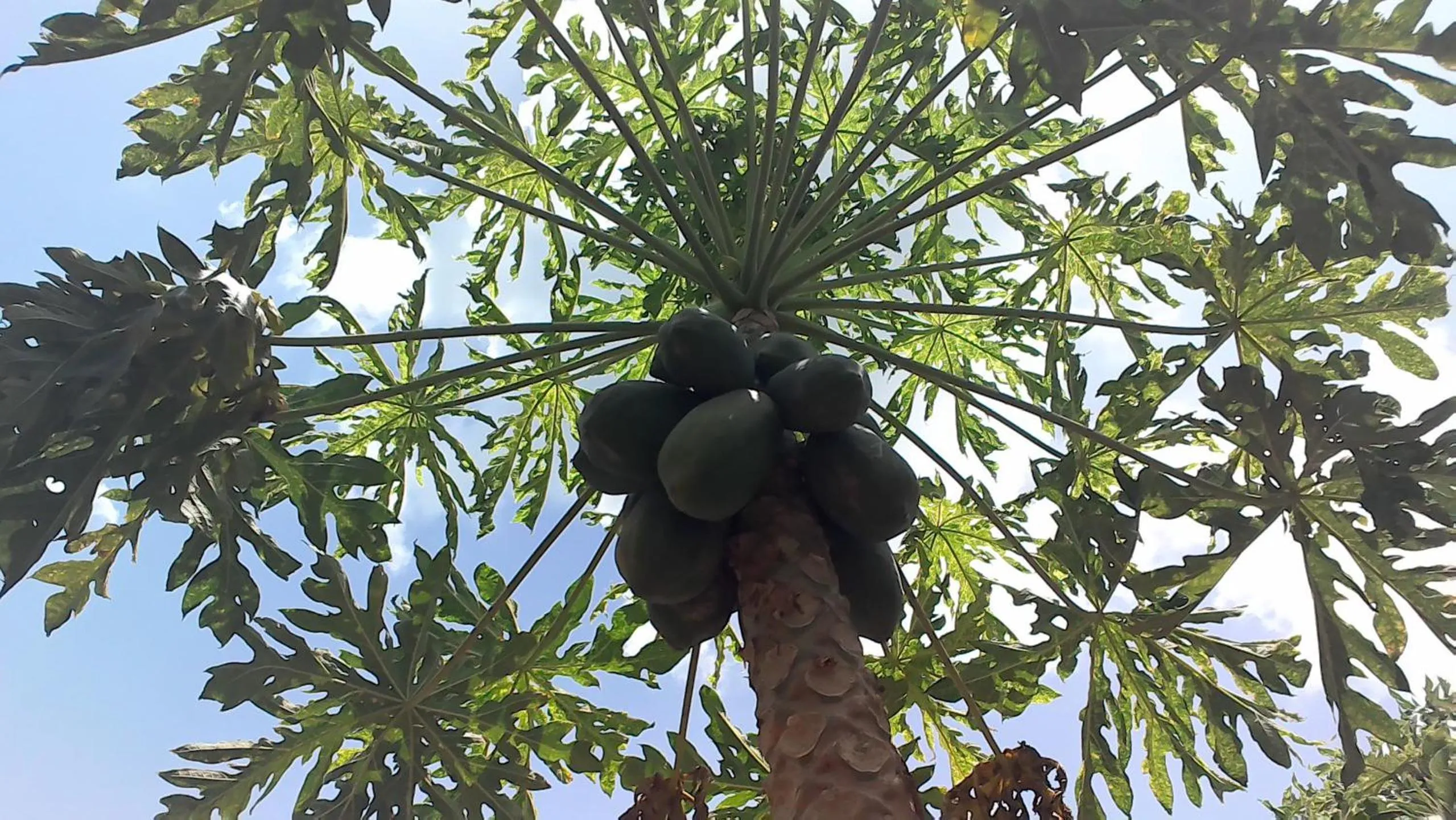 Garden view in Eco-Hotel Nueva Altia