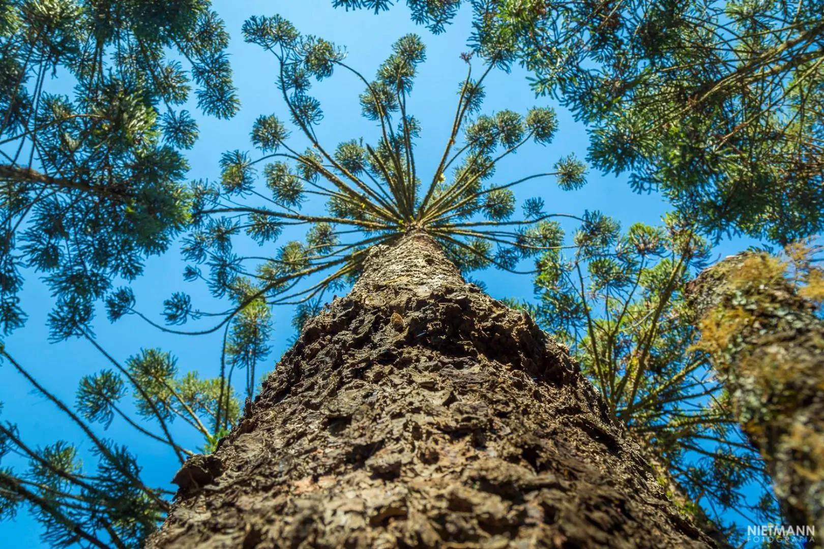 Spring in Pousada da Oma