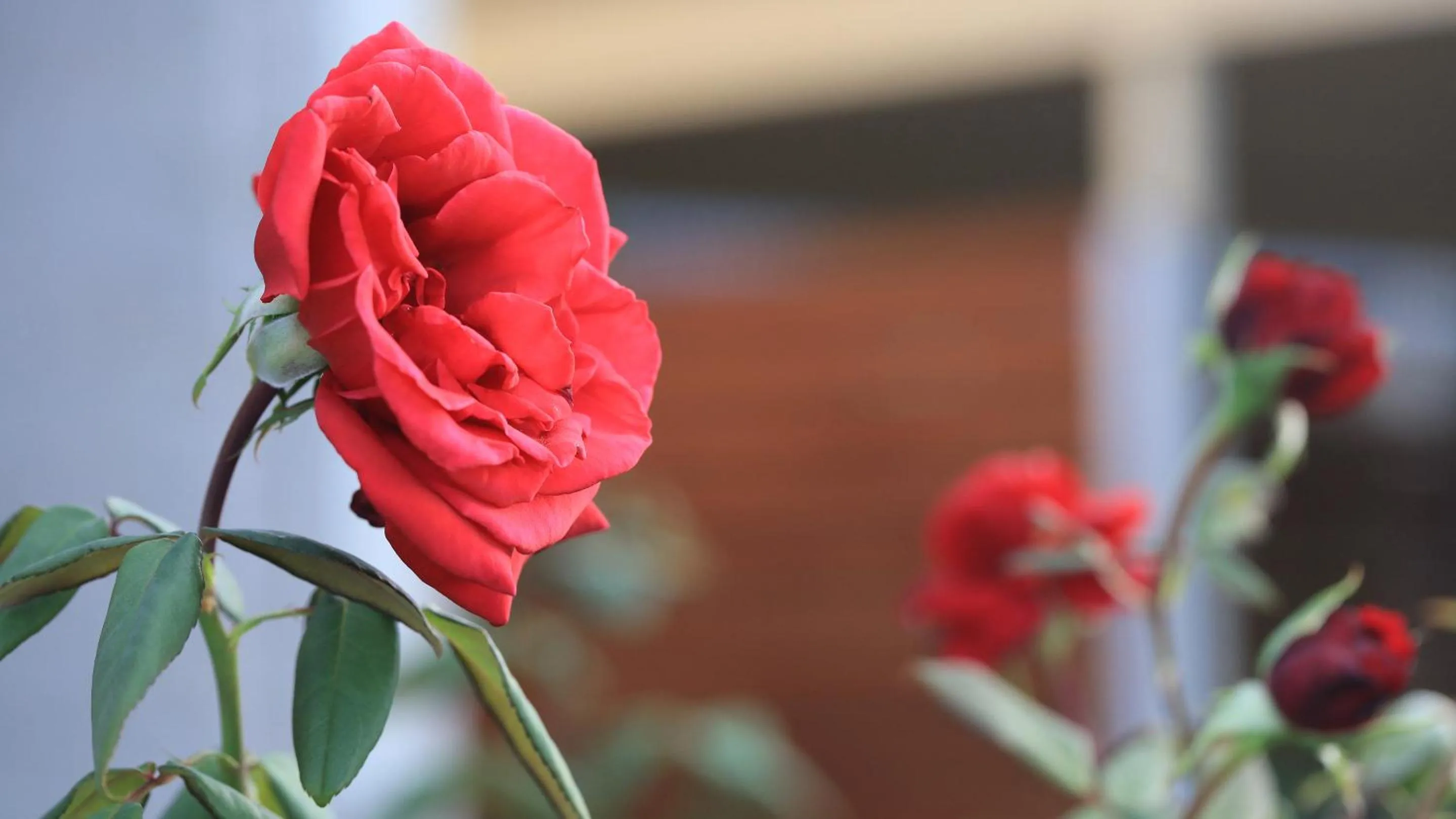 Garden in Emerald Gardens Motel & Apartments