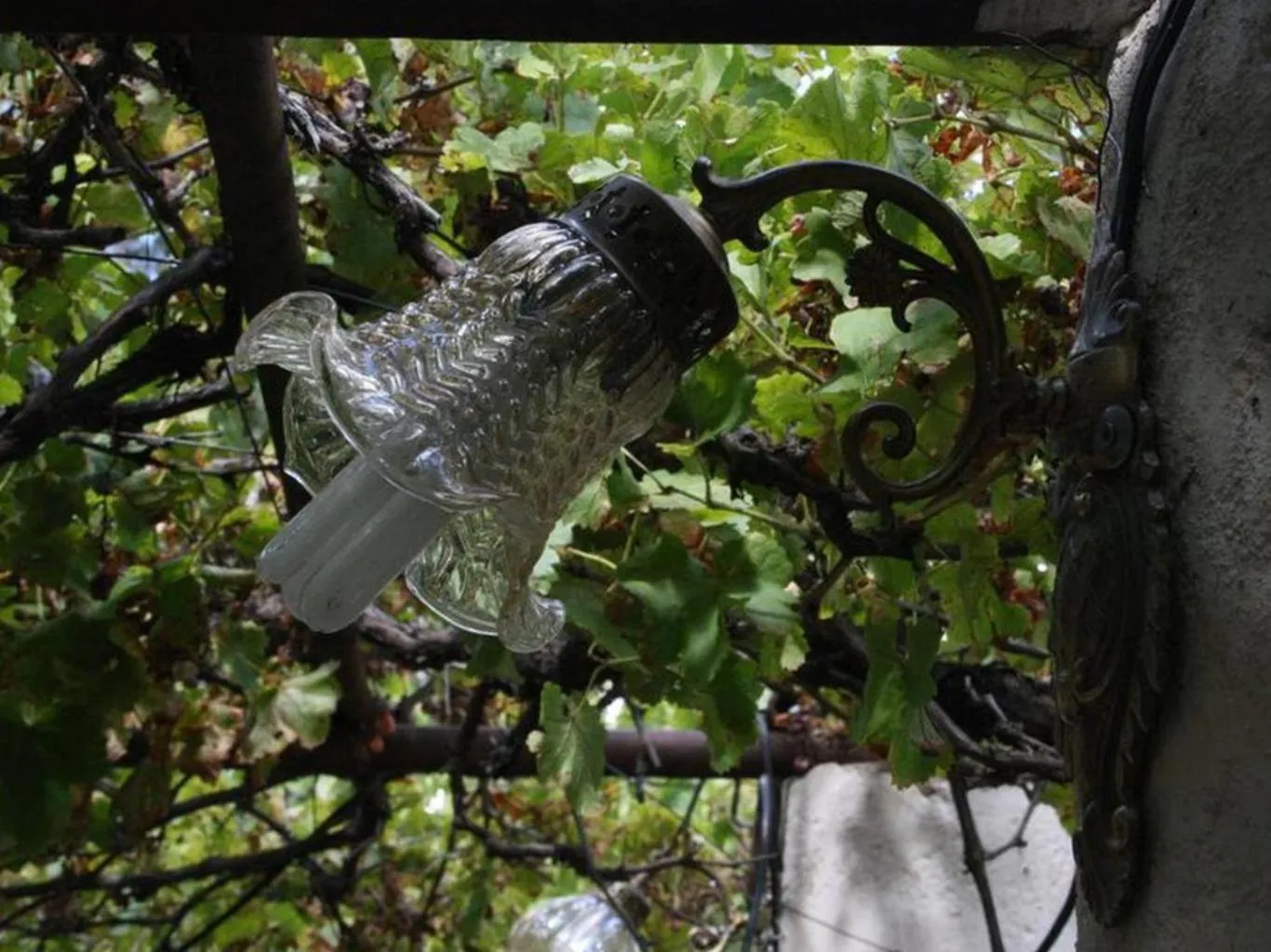 Garden in Anker Guesthouse