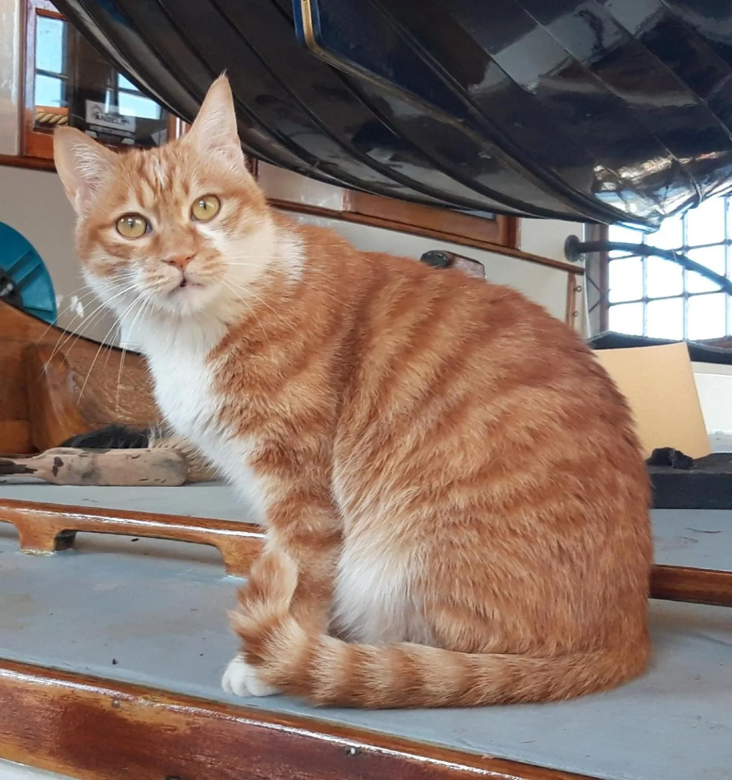 Pets in Guest House Bellaguarda