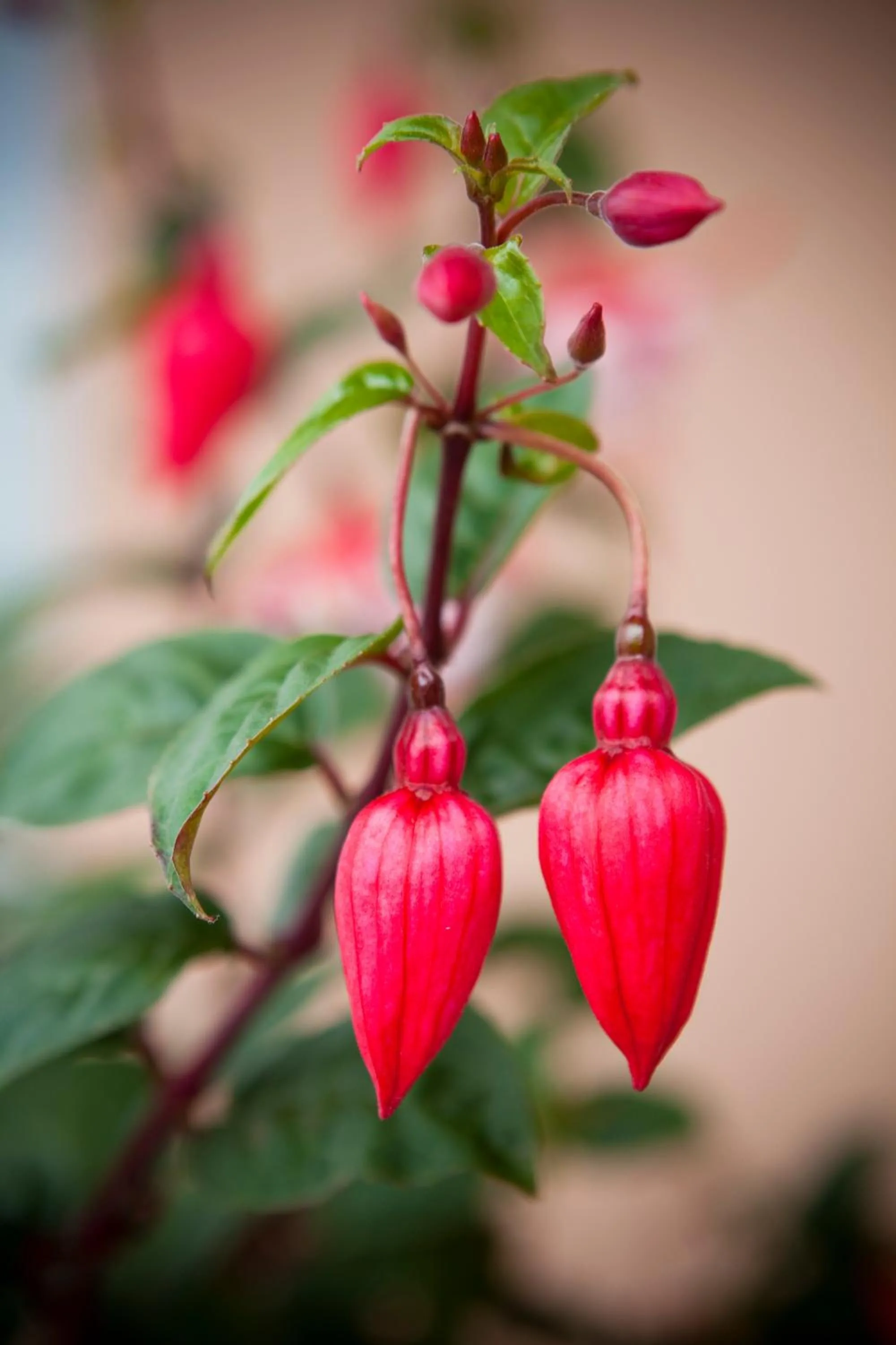 View (from property/room) in Kings Of Riccarton Motel- Close to Railway Station and Airport with Shuttle service