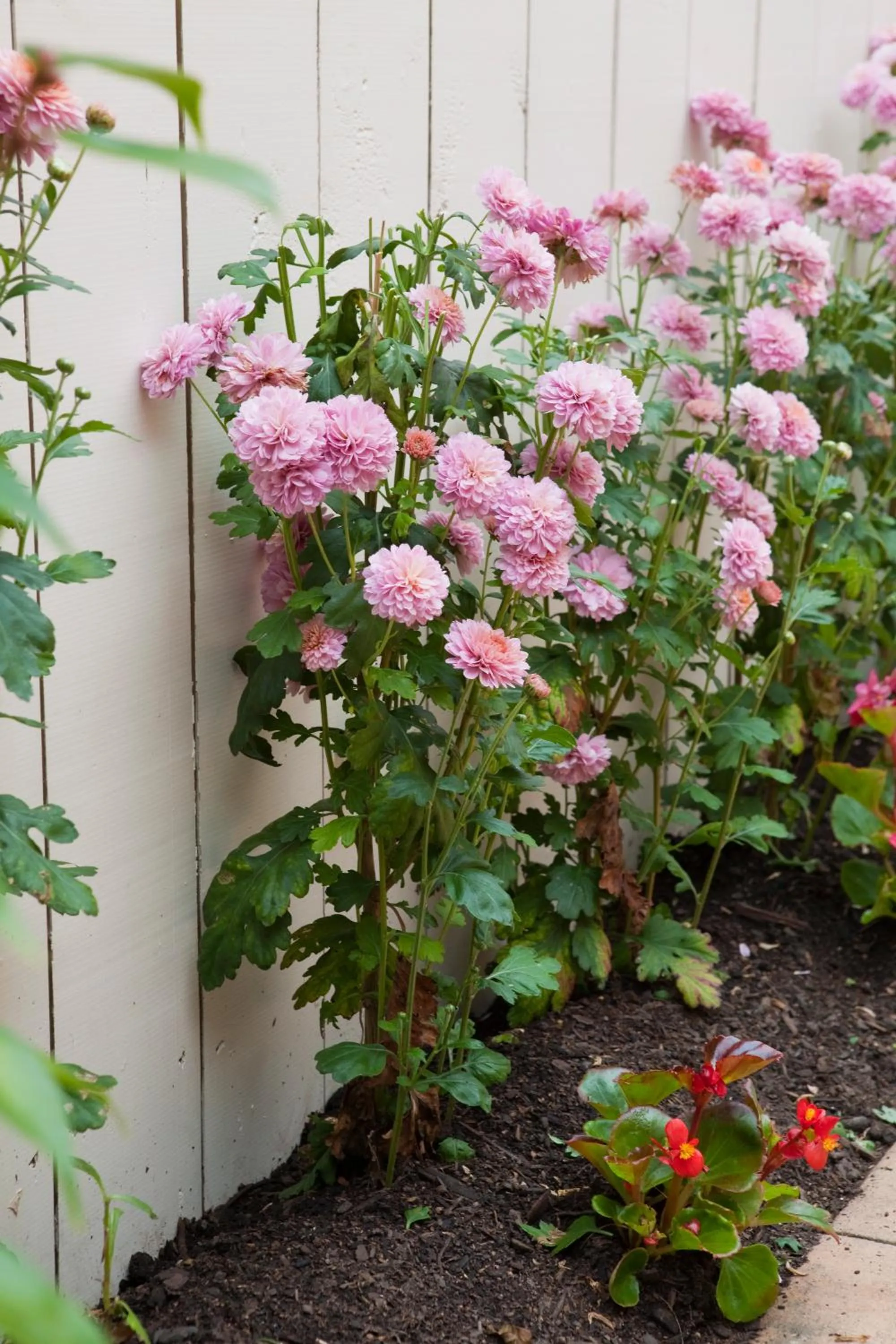 Garden in Kings Of Riccarton Motel- Close to Railway Station and Airport with Shuttle service