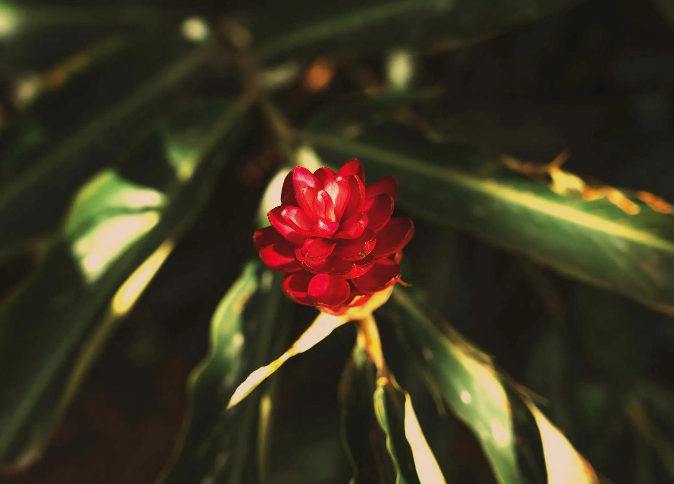Garden in Santuario Playa Bonita