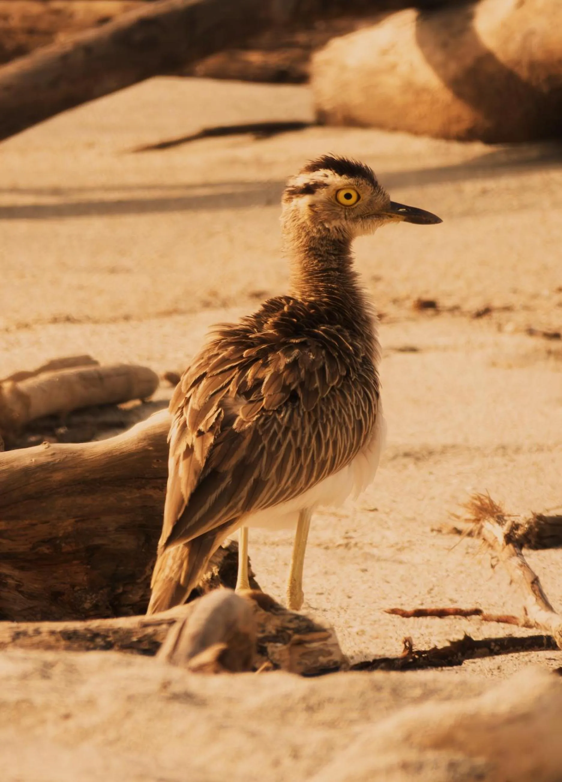 Animals in Santuario Playa Bonita