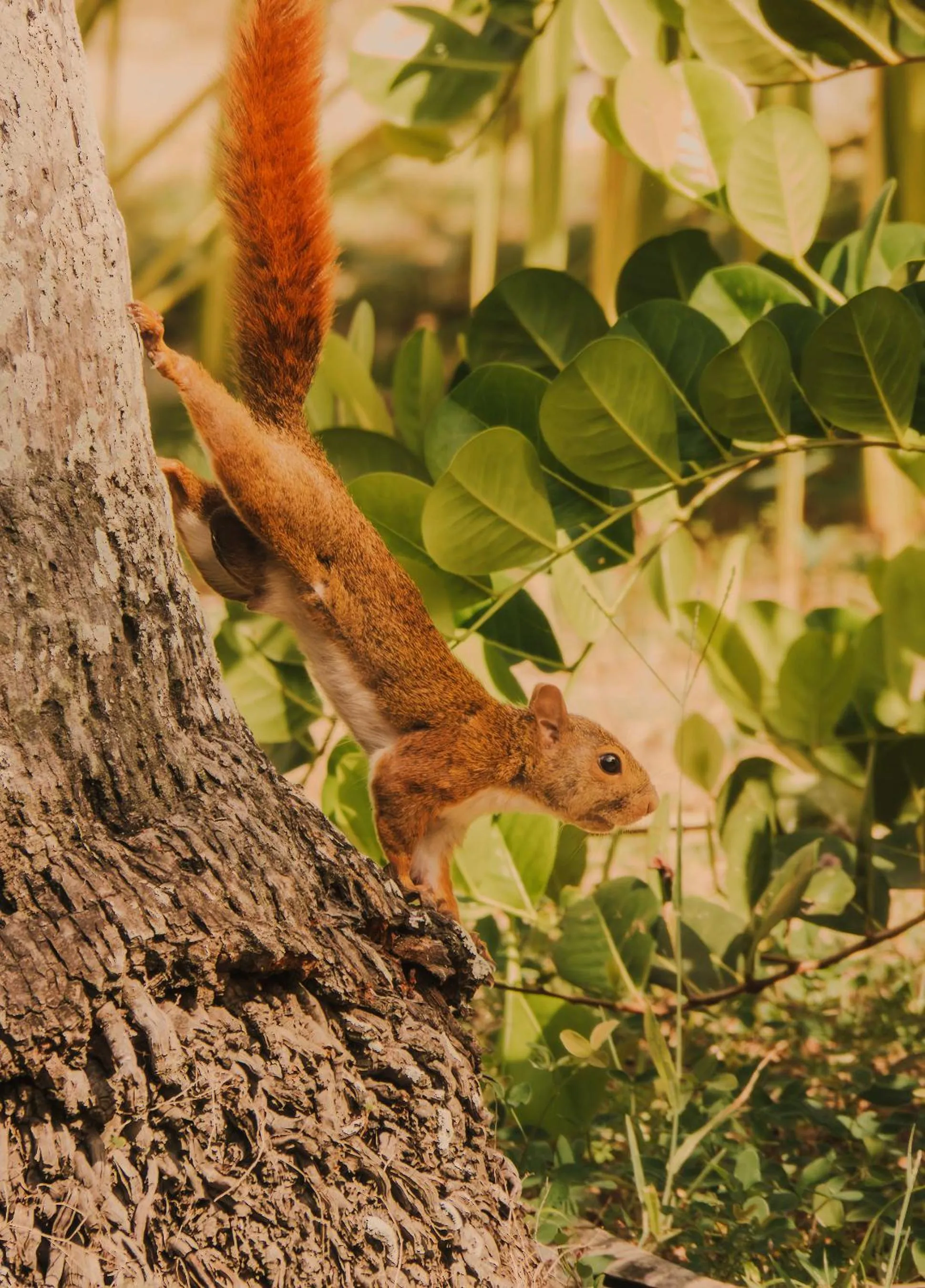 Animals in Santuario Playa Bonita